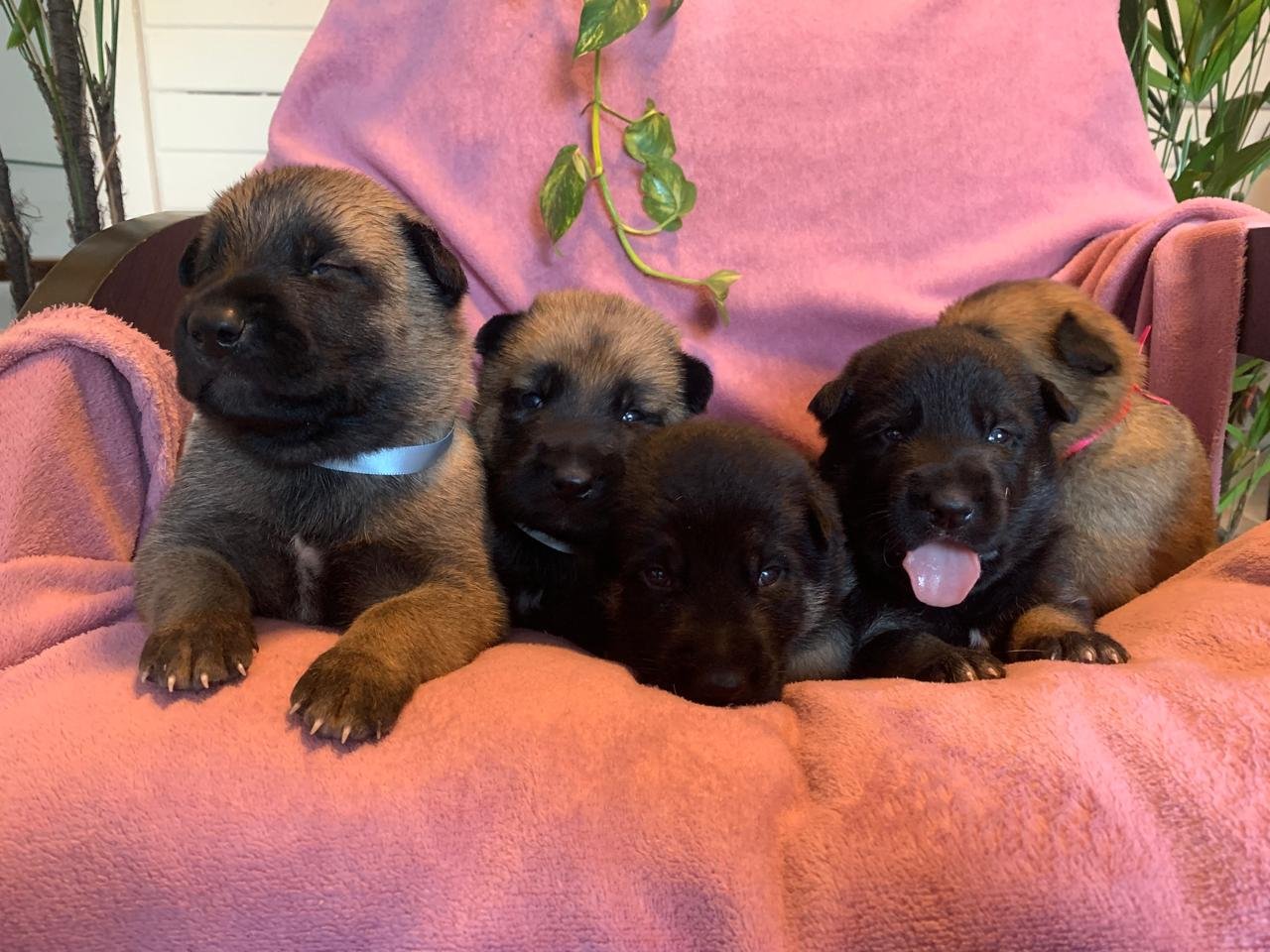 Lindos filhotes de Pastor Belga Malinois - Foto 4