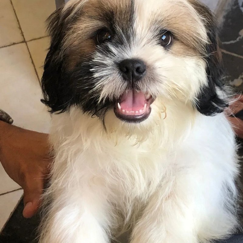 Lindo Cão Shih Tzu