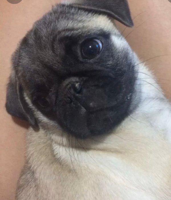 Vender pug filhote - Foto 1