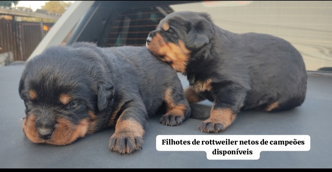 Portal Vendocão Rottweiler Fêmeas excelente linhagem  Joinville