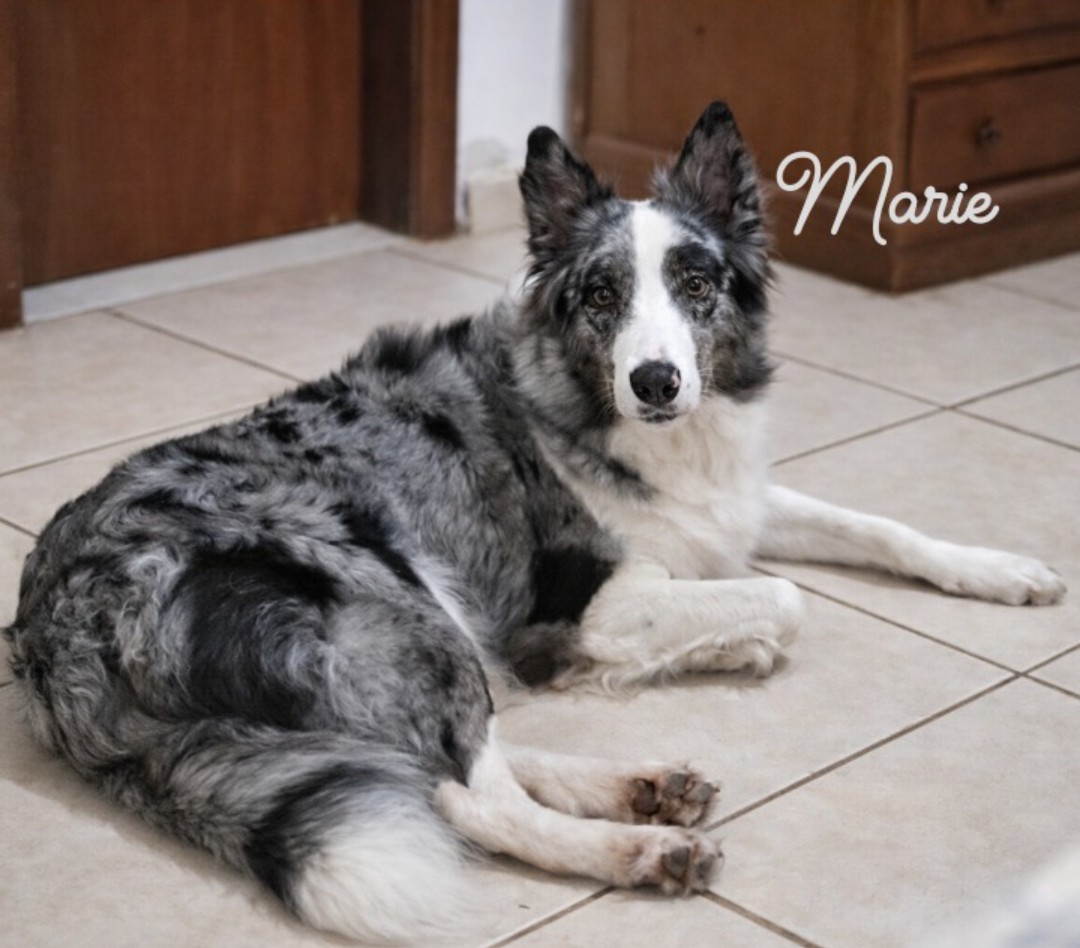 Filhotes de Border Collie - Foto 5