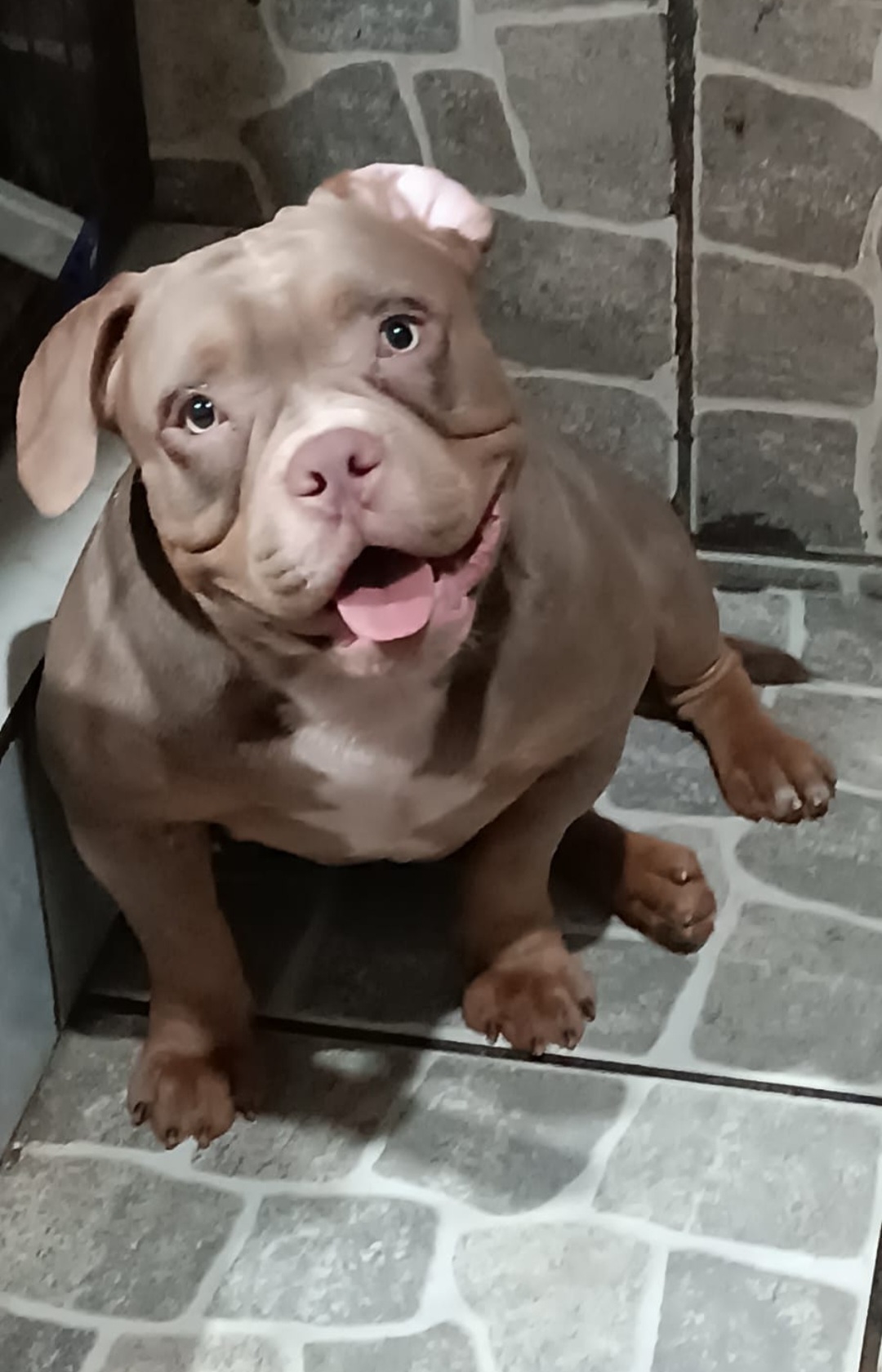 Portal Vendocão American bully super dócil  Maceió