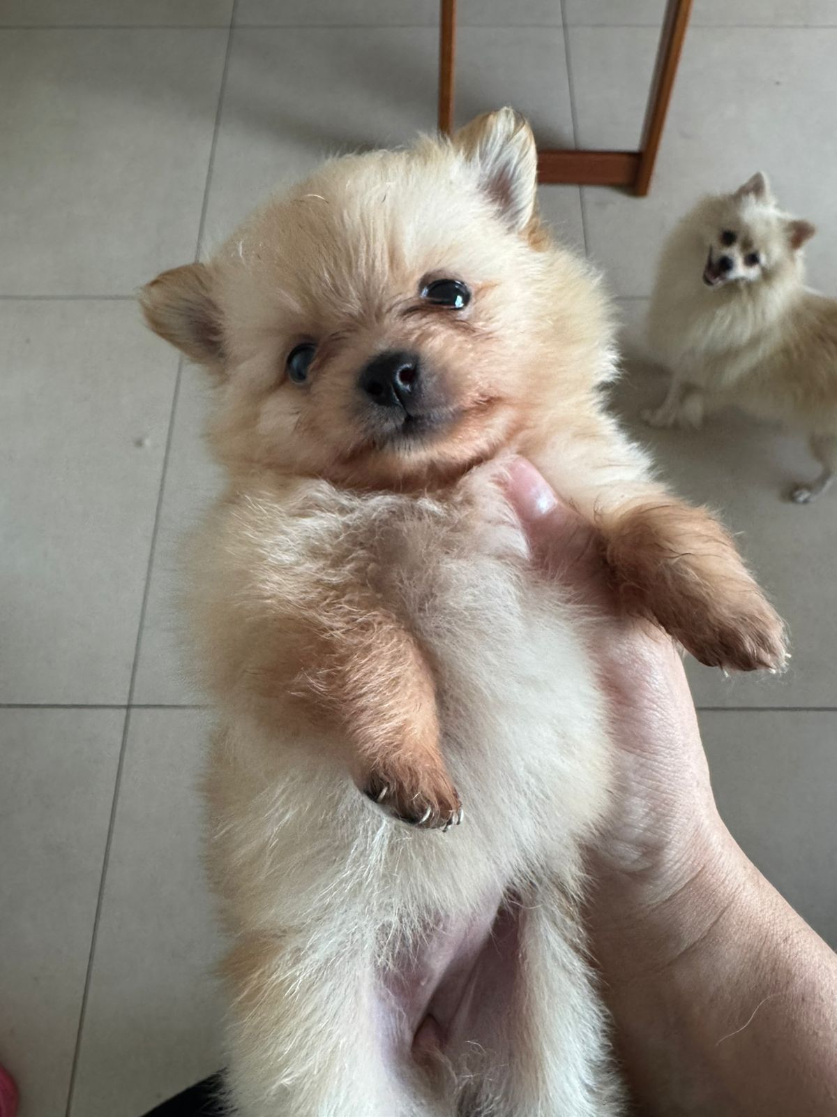 Portal Vendocão LuLu da Pomerânia Goiânia
