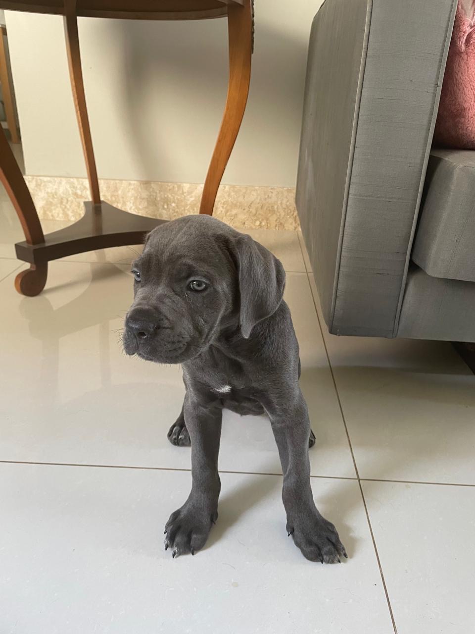 Portal Vendocão Cane Corso com 2 meses São Luís