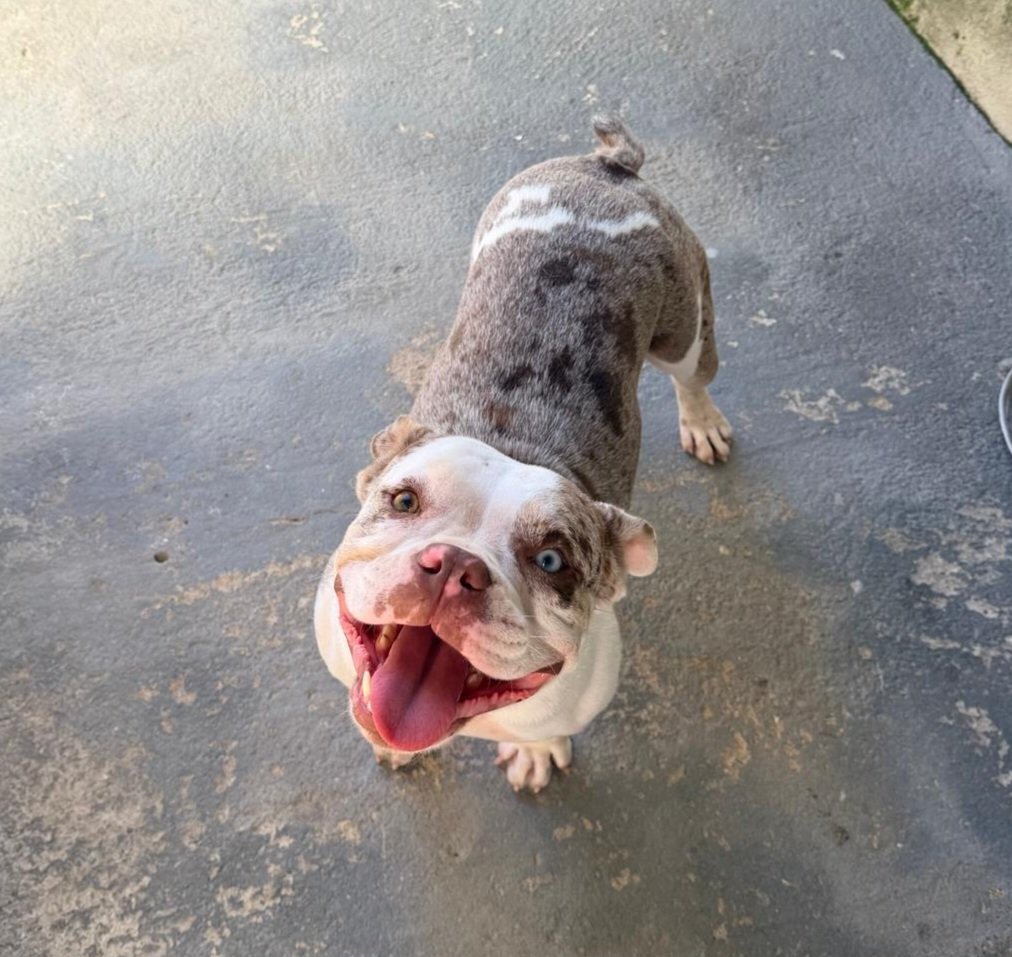 AMERICAN BULLY FÊMEA – CHOCO MERLE