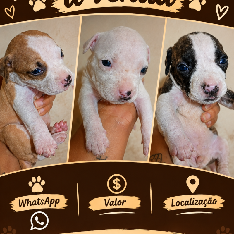 PITBULL A VENDA