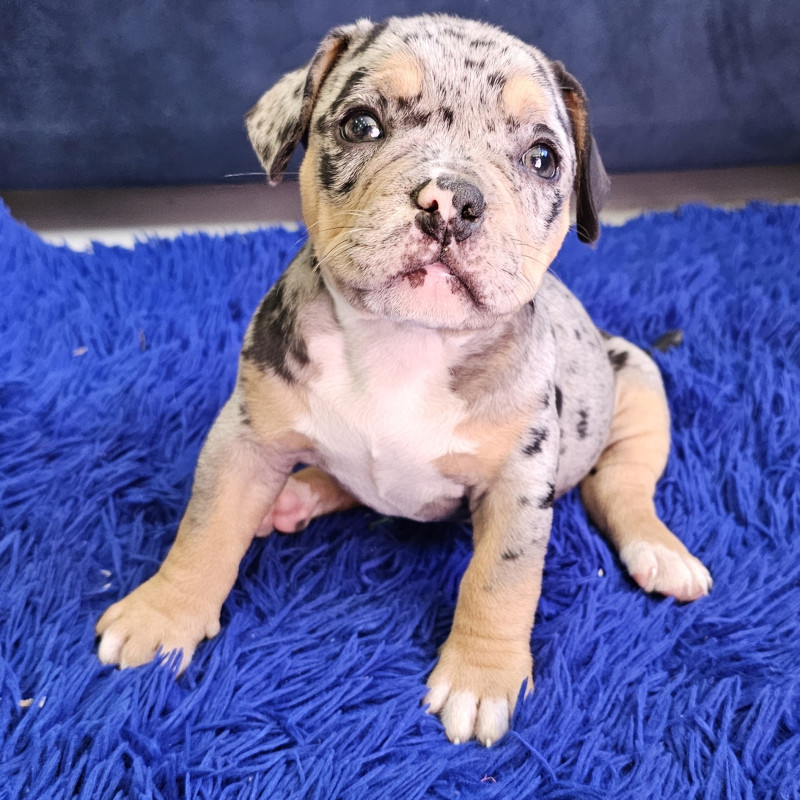 Filhotes de American bully poket disponível - Foto 2