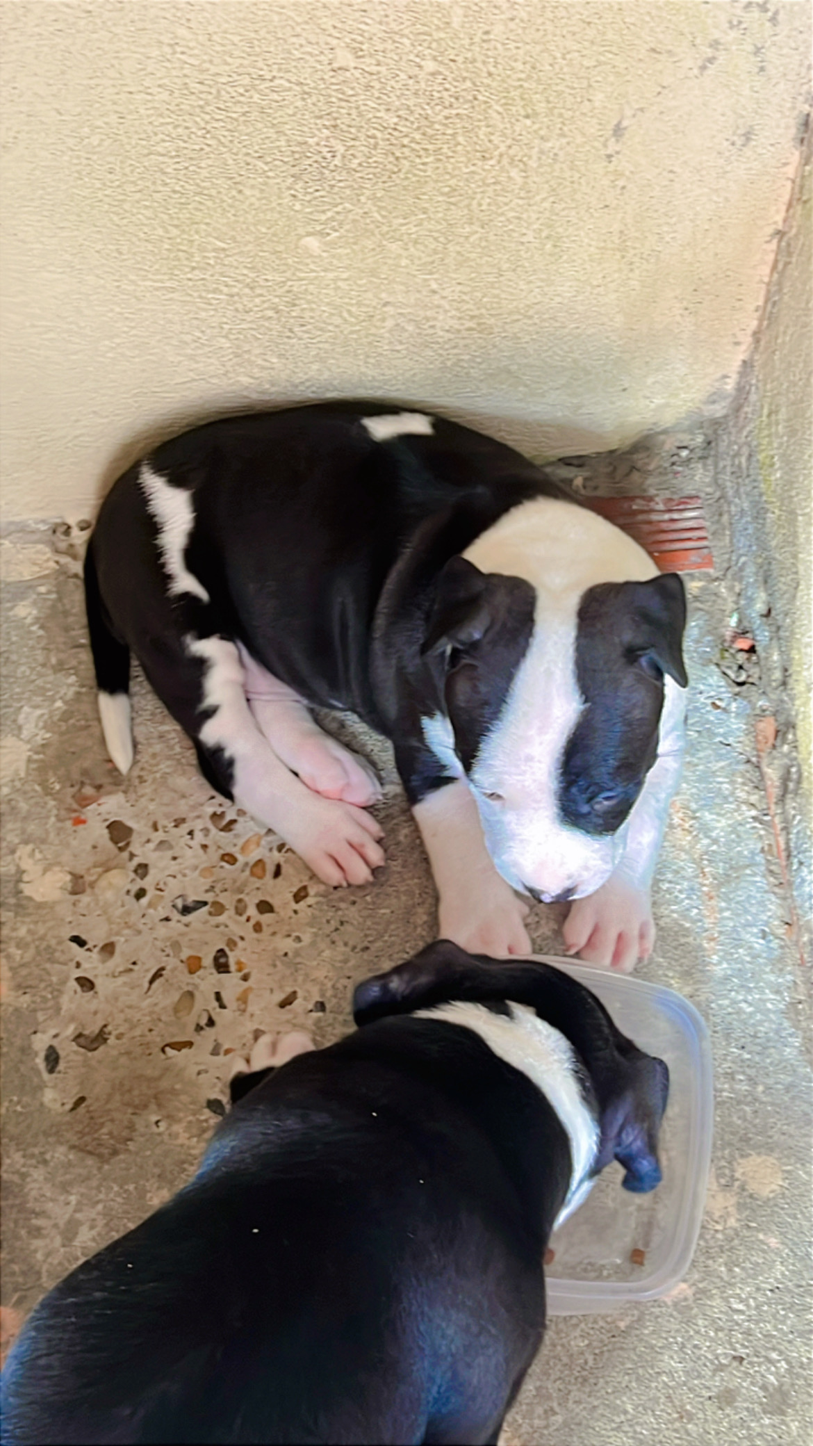 Portal Vendocão Pitbull filhote fêmea  Manaus 