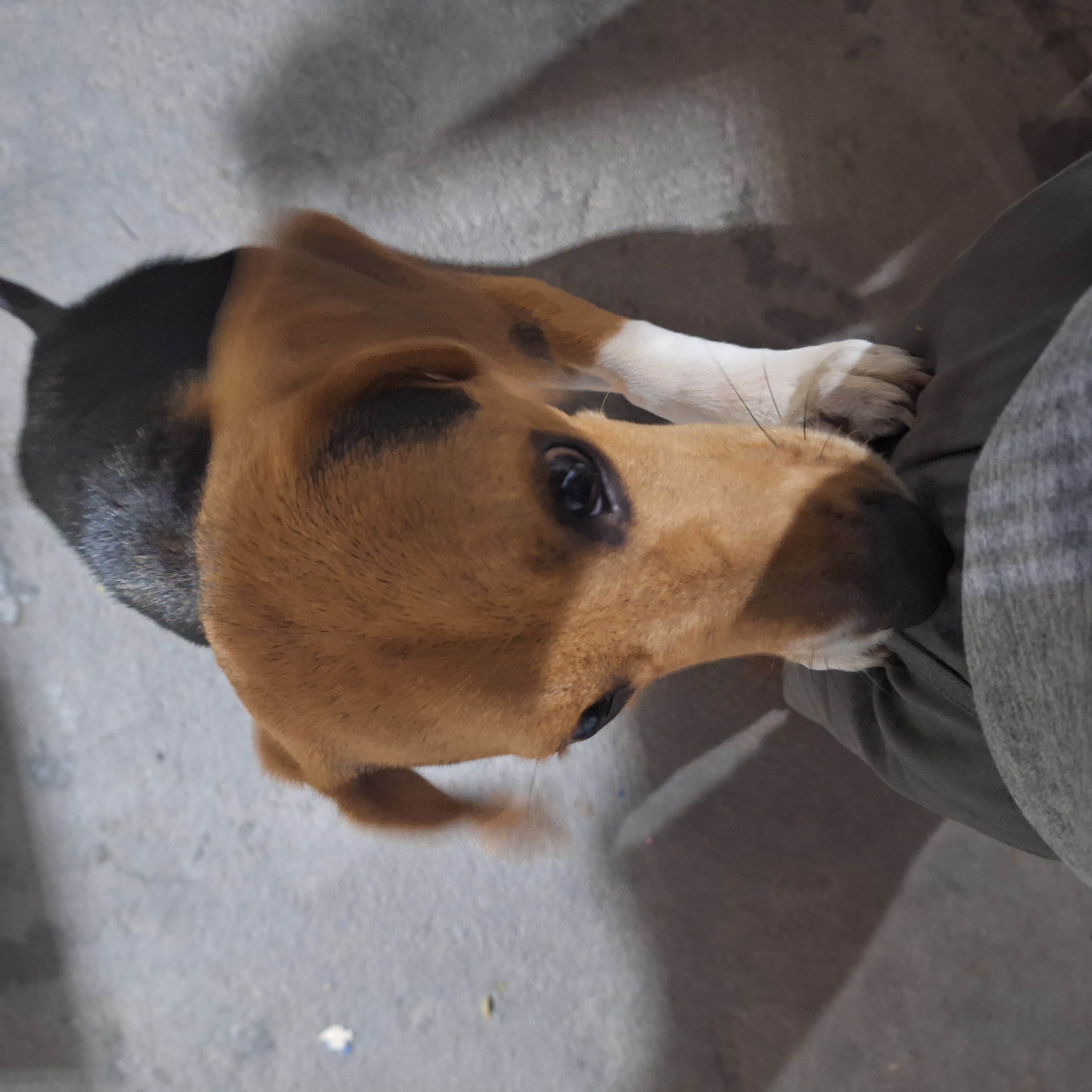 Portal Vendocão Beagle  Serra
