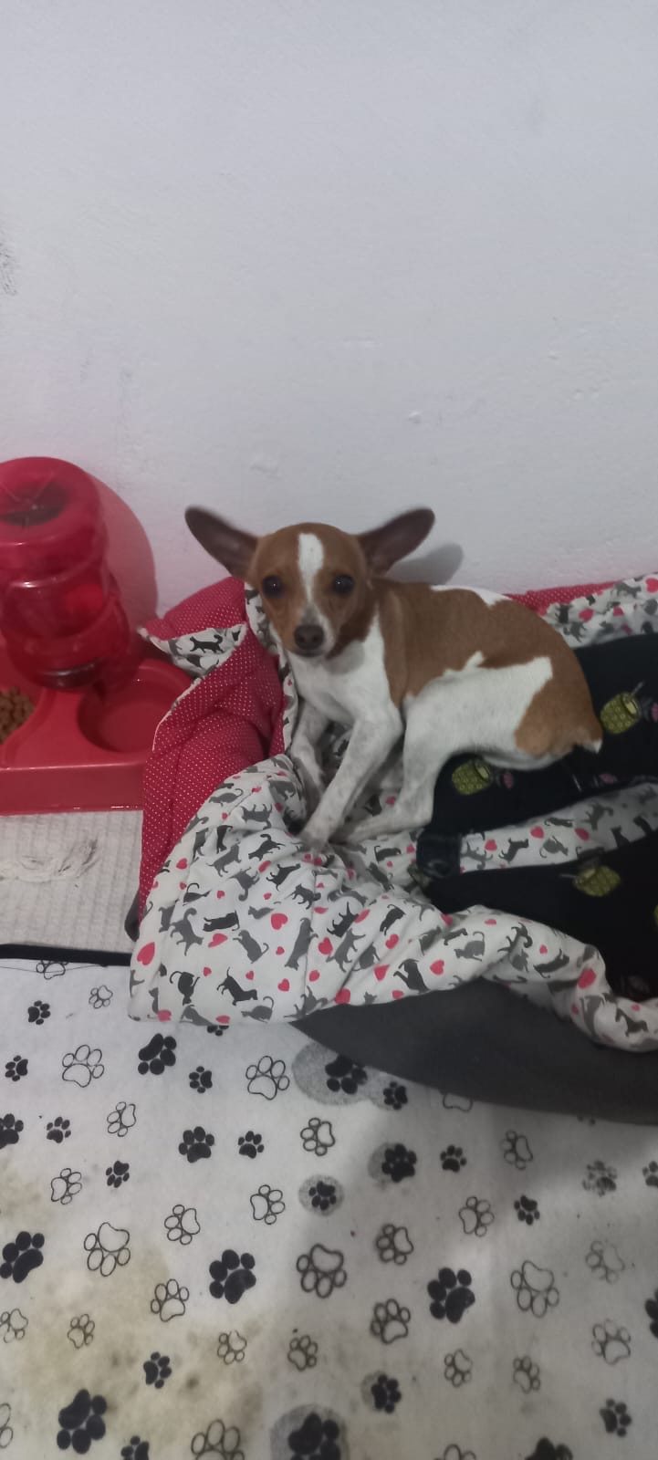 Filhote Pinscher número 02