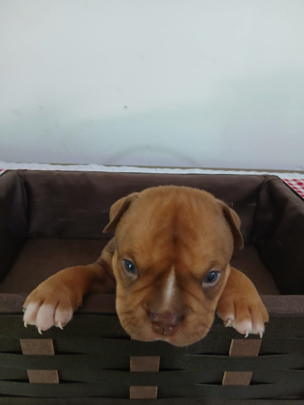 Portal Vendocão Filhotes legítimos American Bully  Magé