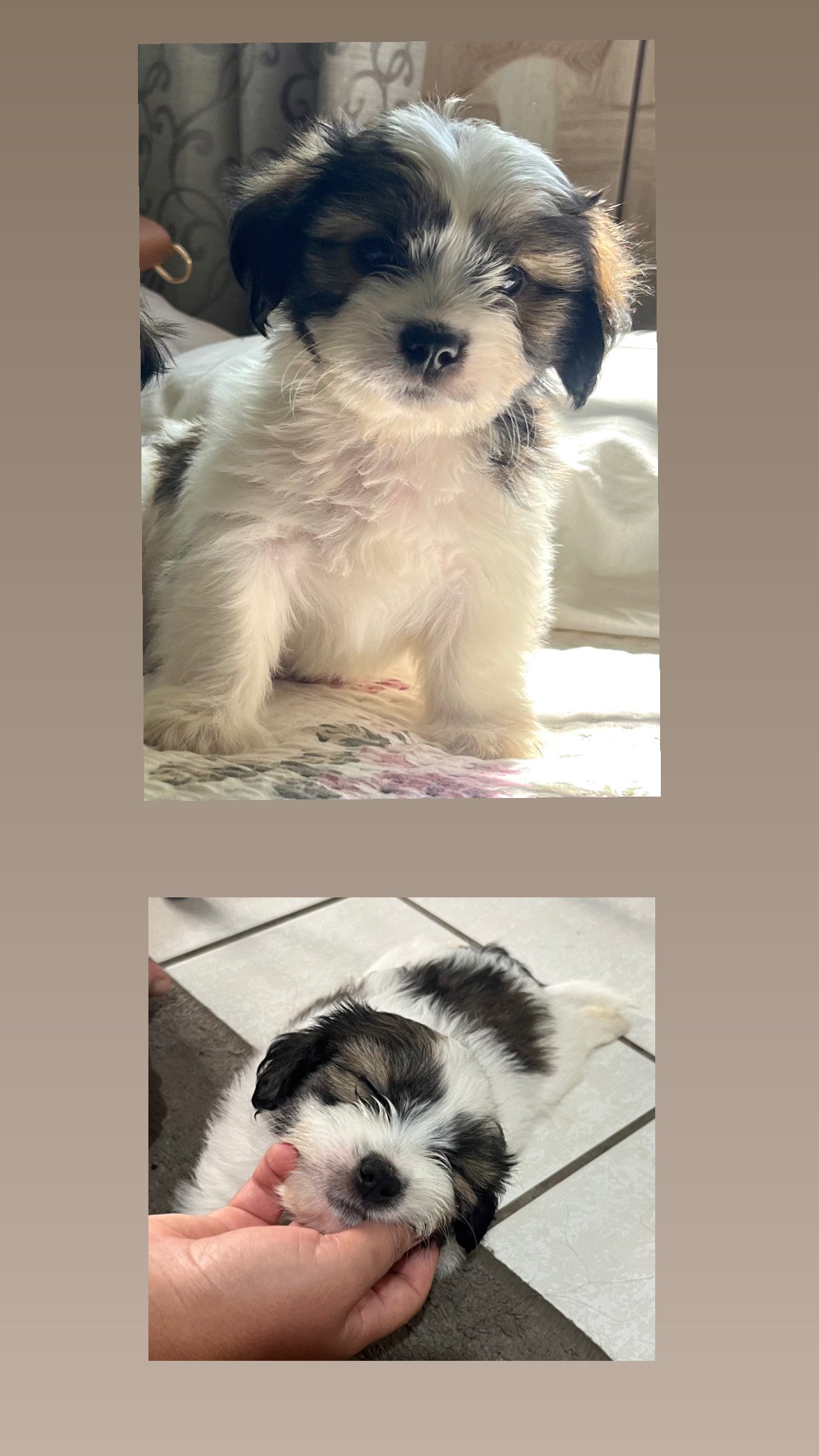 Vende-se filhote de shih Tzu  - Foto 1