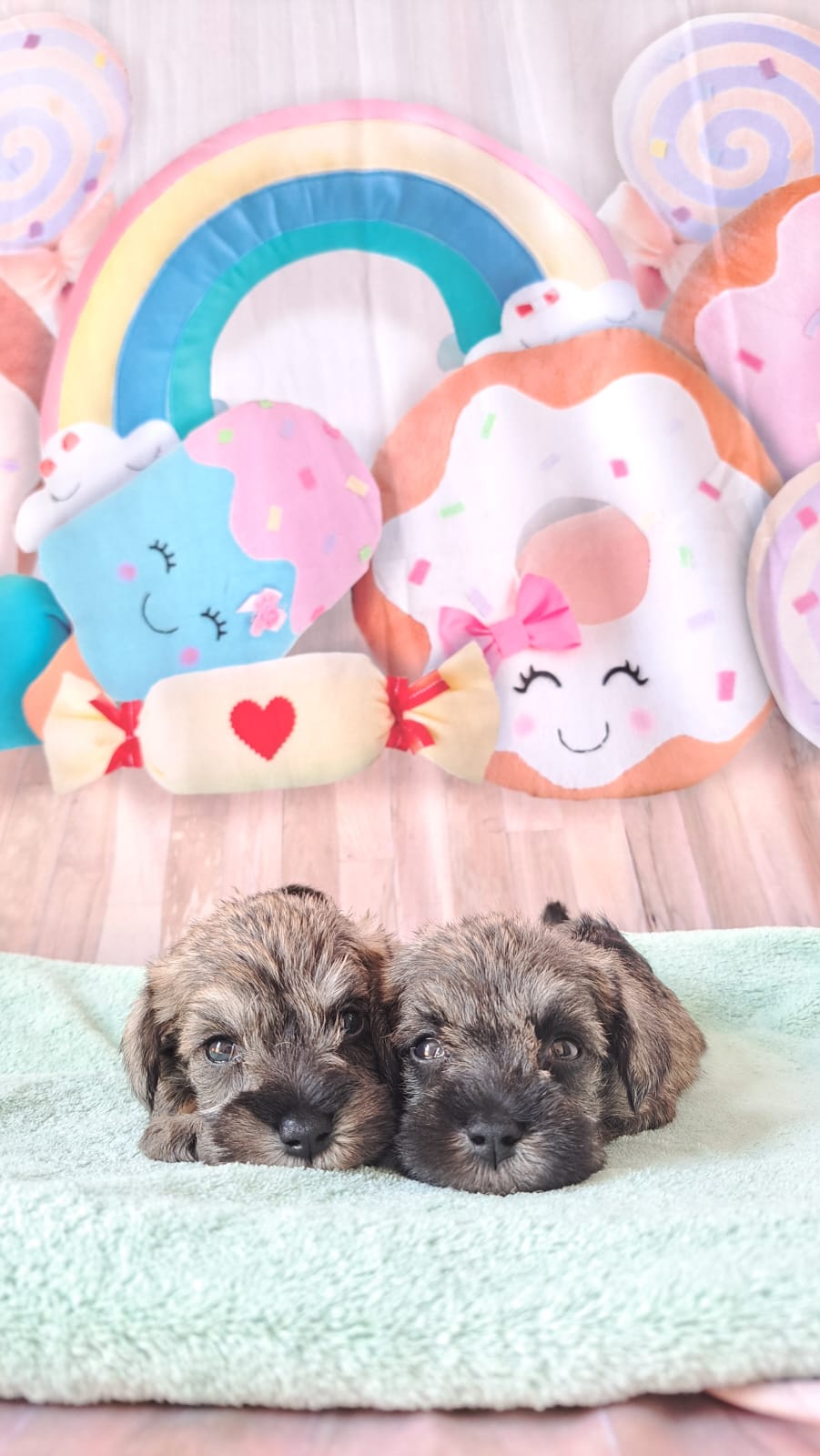 Portal Vendocão Lindos filhotes de Schnauzer  Rio de Janeiro