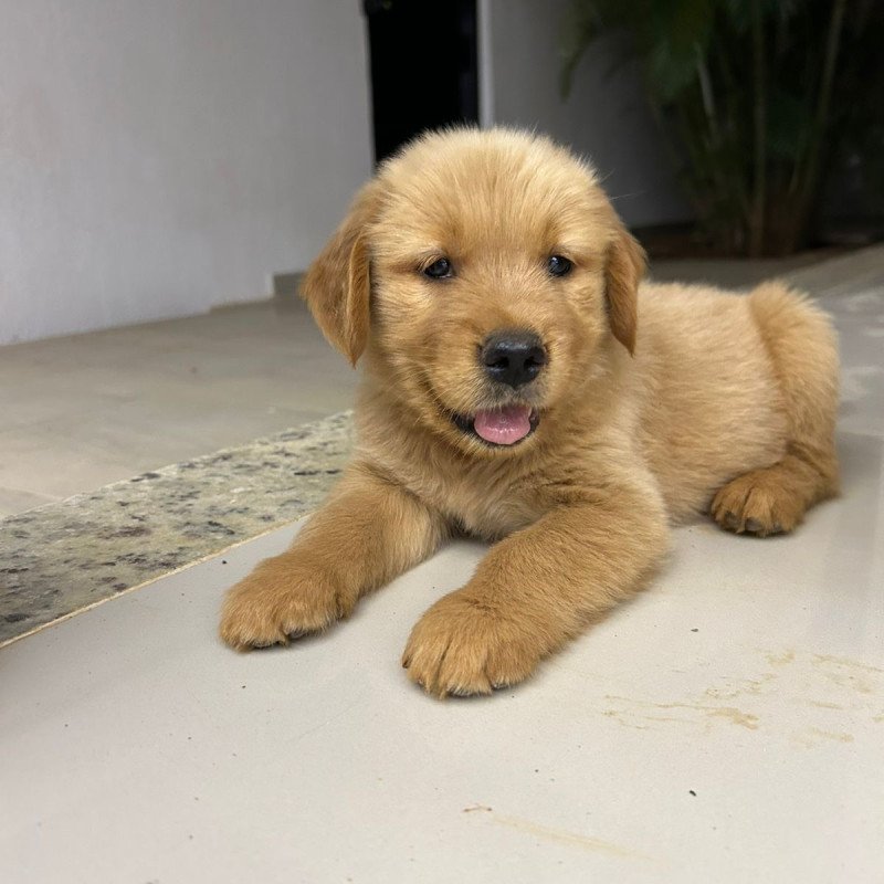 Lindos Filhotes de Golden Retriever