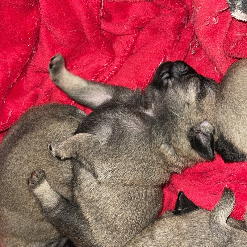 Filhotes de Pug