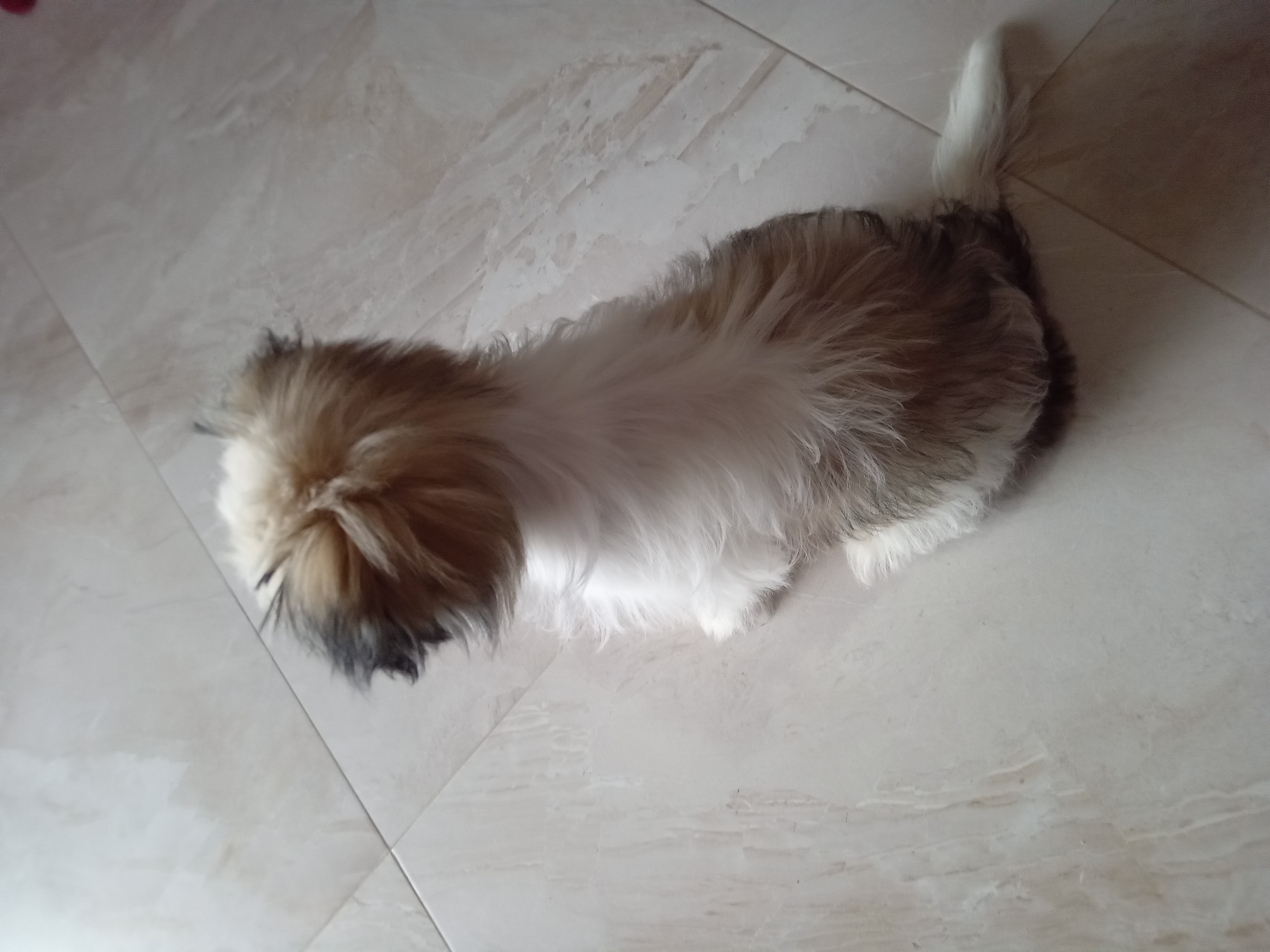 Portal Vendocão Filhote de Shihtzu femea  Palhoça