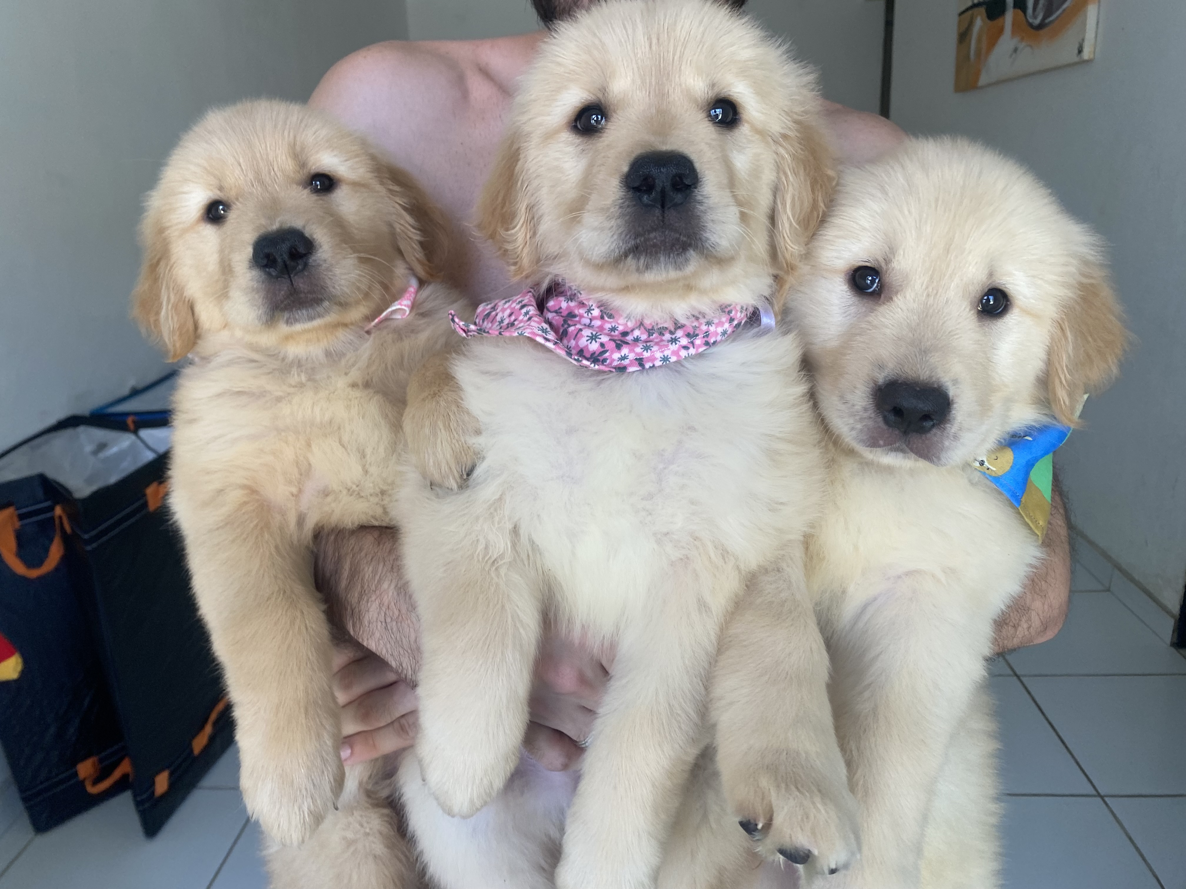 FILHOTES GOLDEN RETRIEVER - Foto 1