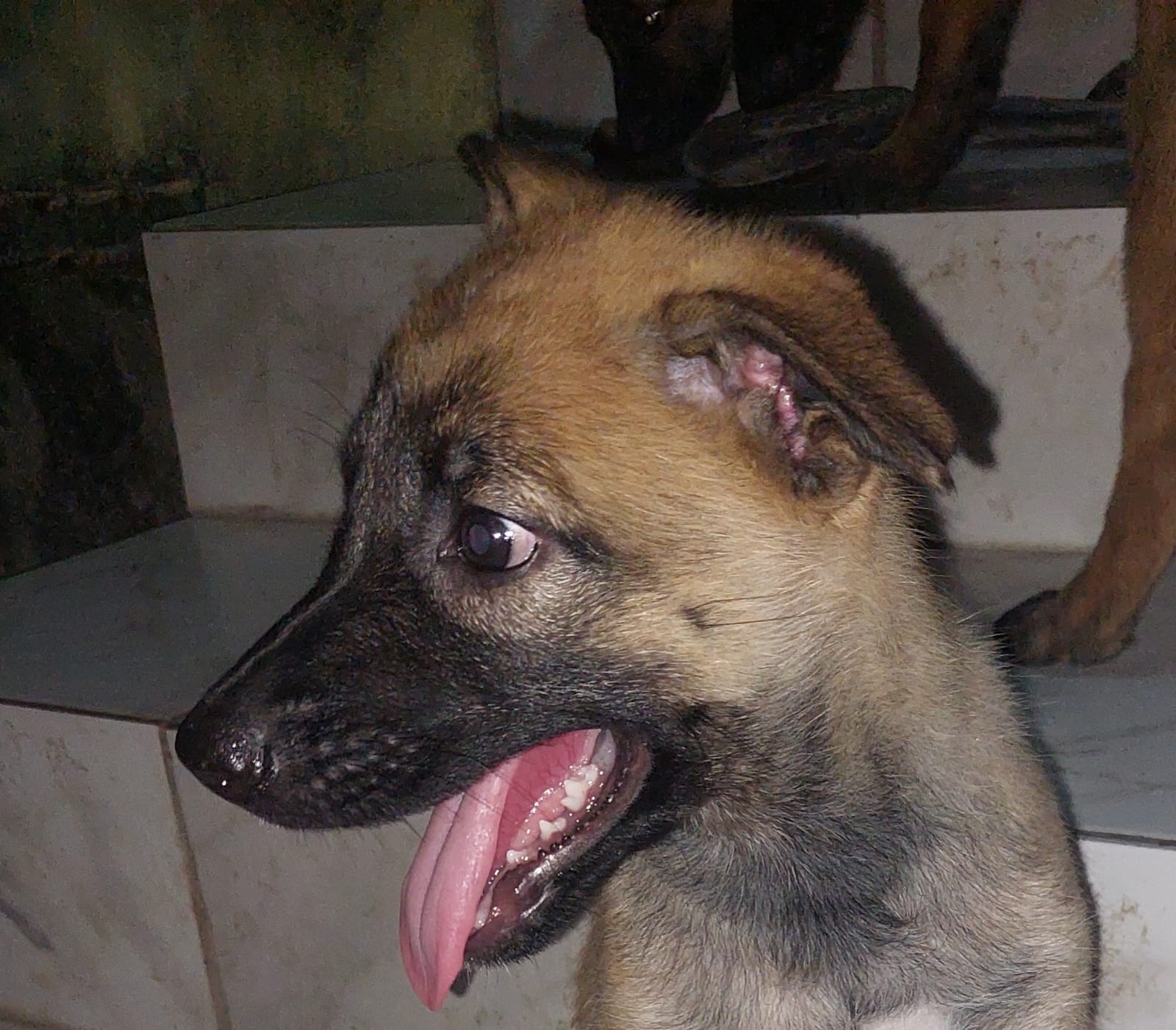 Portal Vendocão Vendo filhotes Pastor Belga Olinda