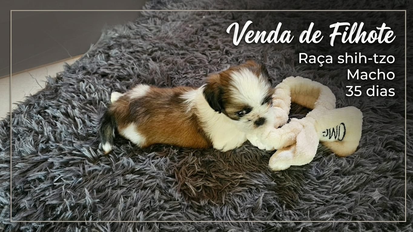 Shih tzu macho  - Foto 1