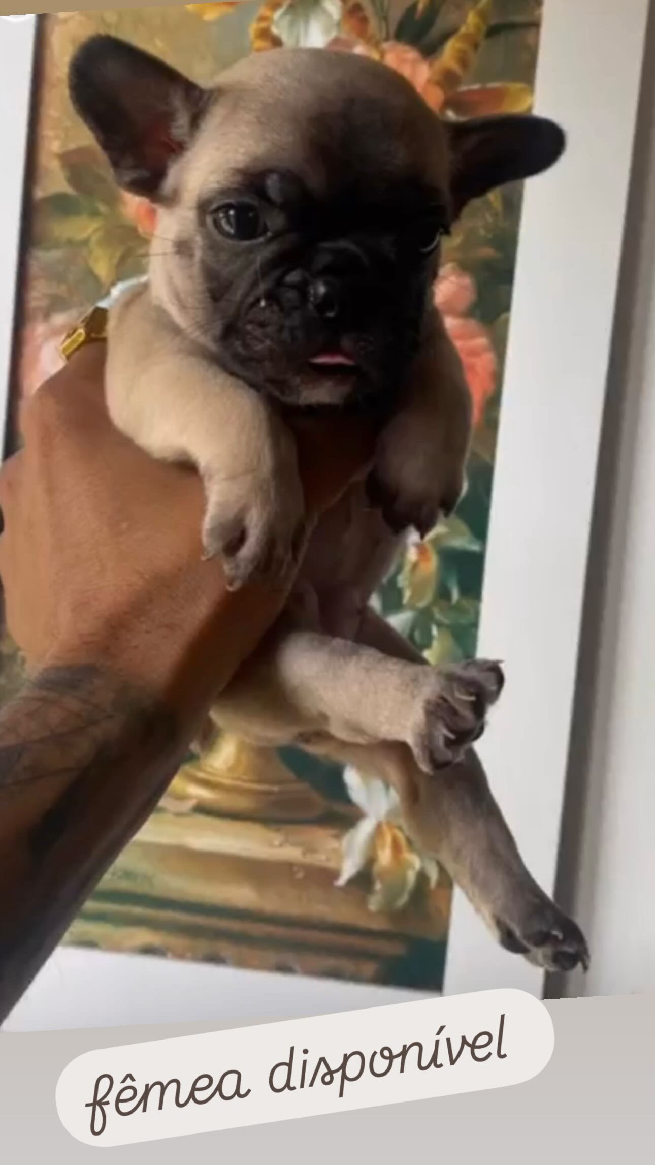 Portal Vendocão buldogue francês  salvador 