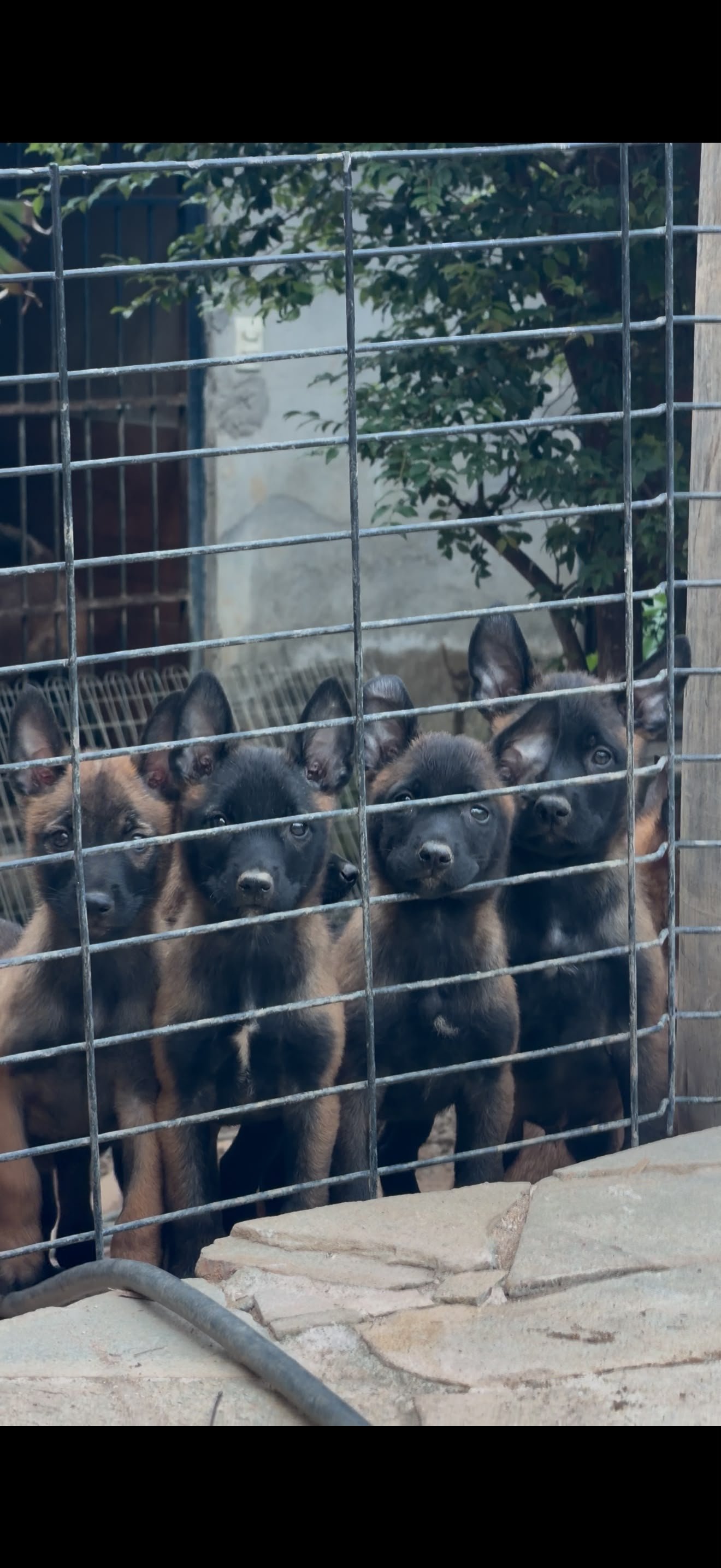 Lindo filhotes de pastor malinoar