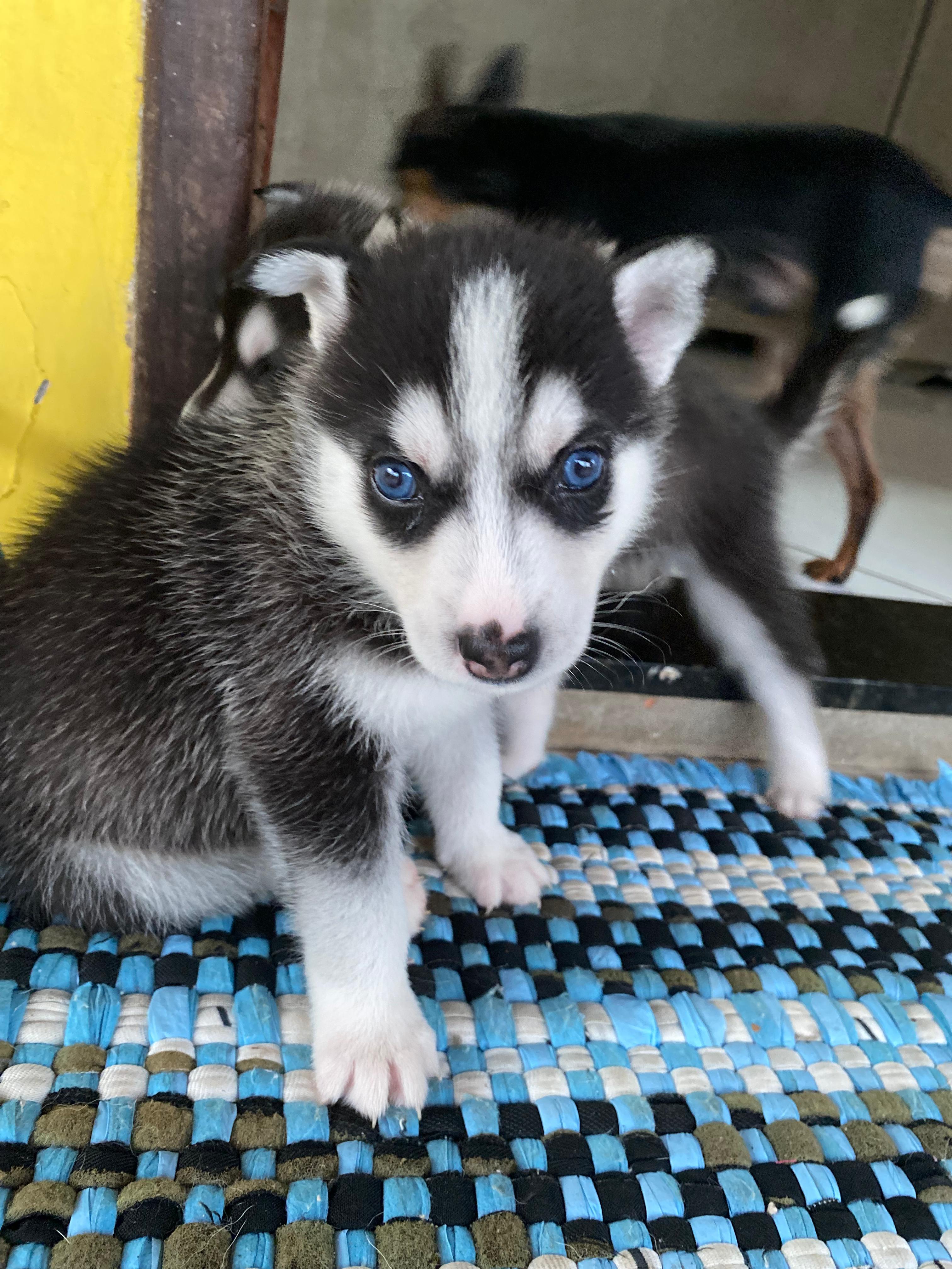 Portal Vendocão Husky siberiano  Valença