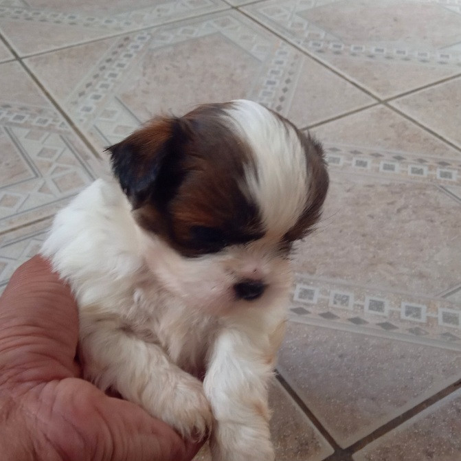 2 lindos filhotes raça Shih Tzu (urgente) - Foto 2