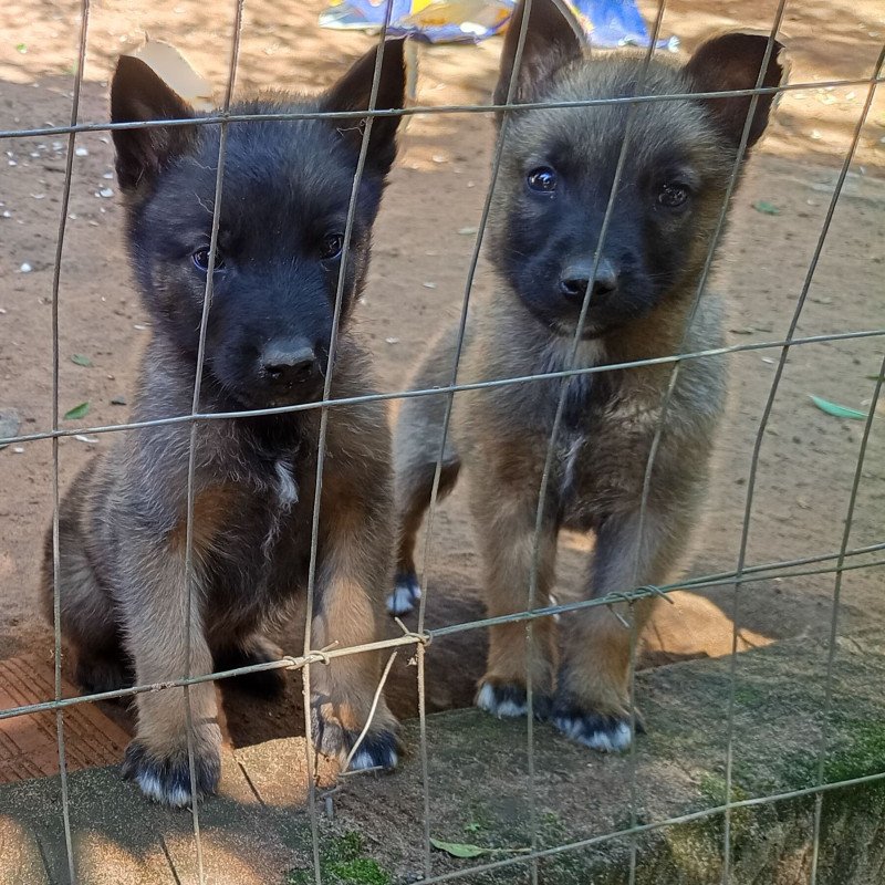 Vendo filhotes de pastor belga malinois puros