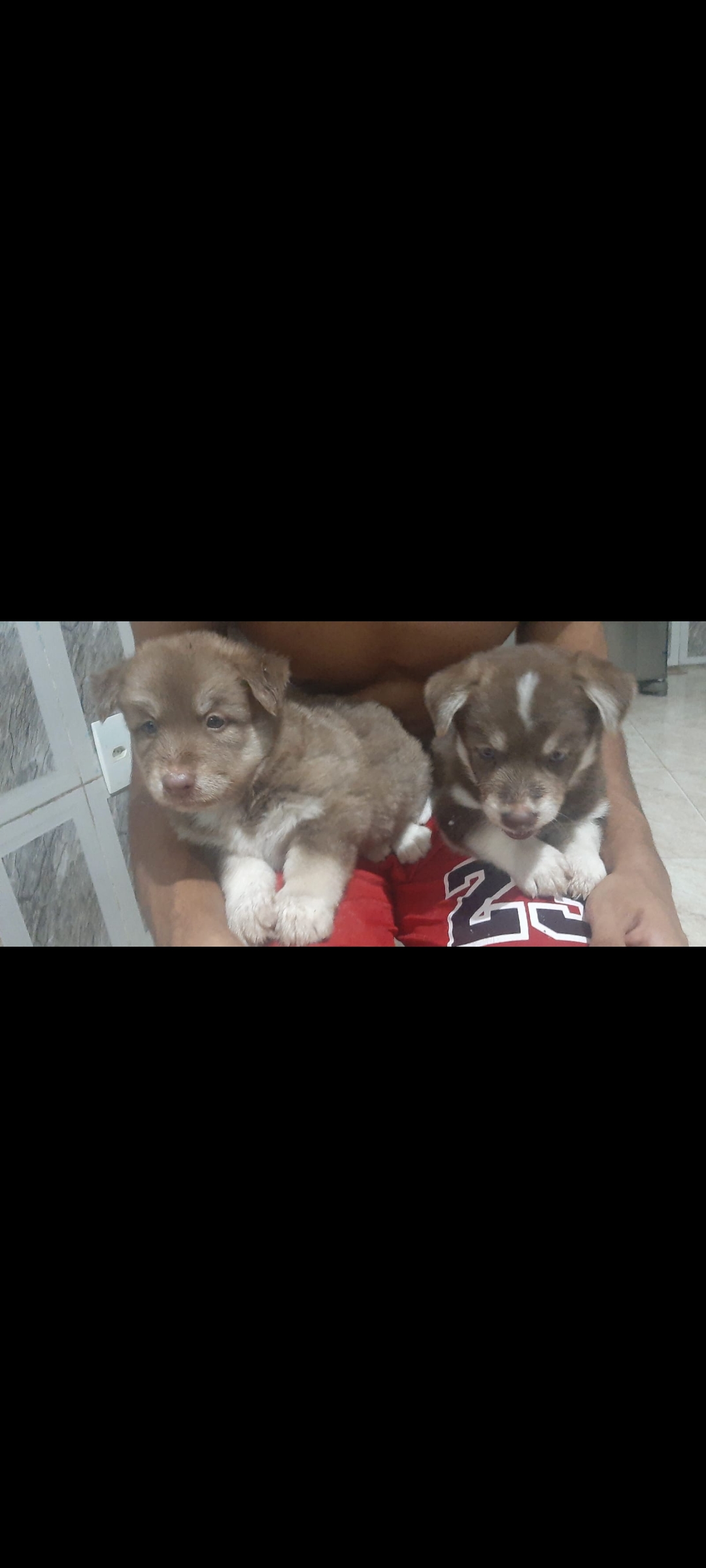 Vendo filhote de Husky Siberiano (pai) Yorkshire terrier e pastor alemão ( mãe) - Foto 5