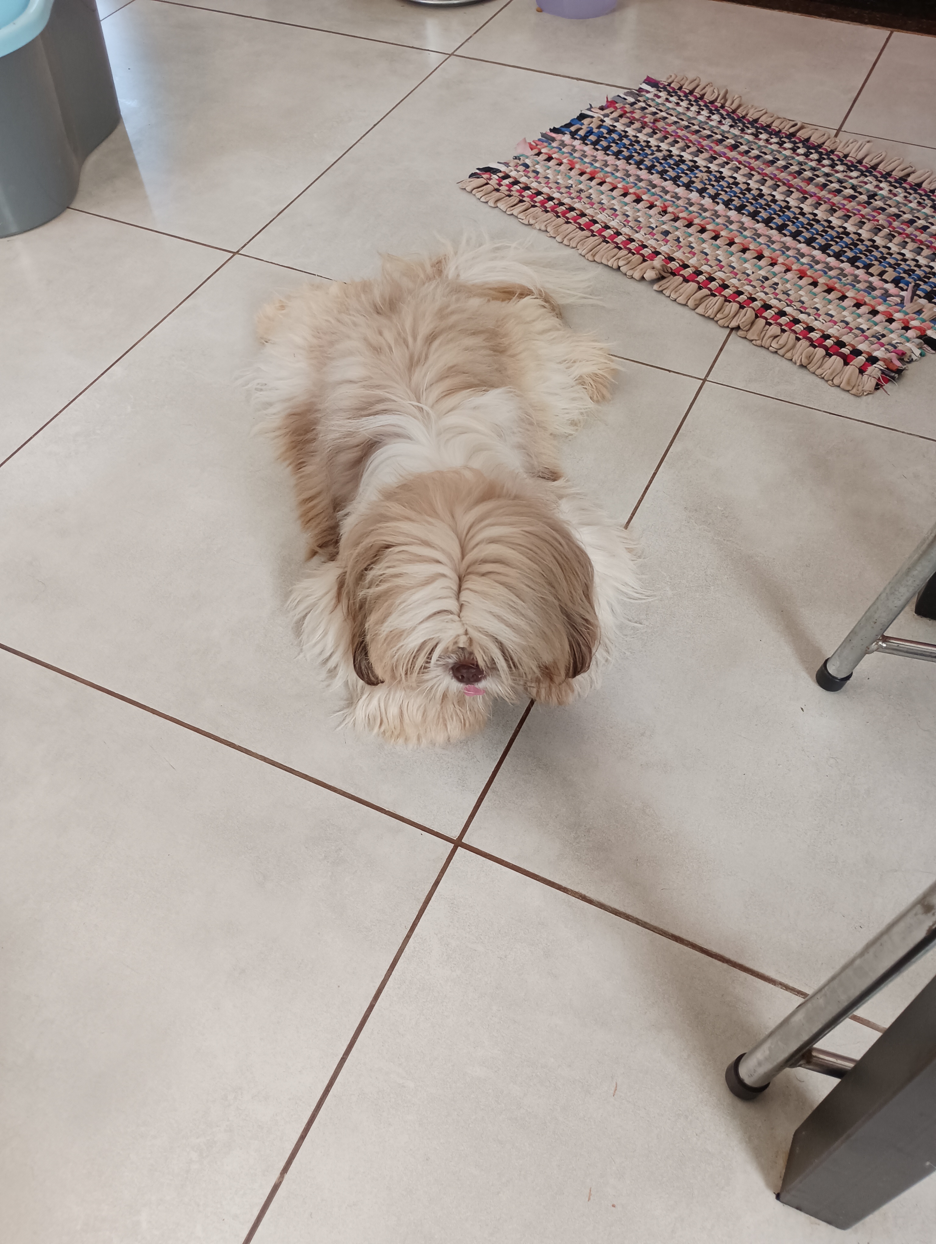 Portal Vendocão Shih tzu  Campo grande 
