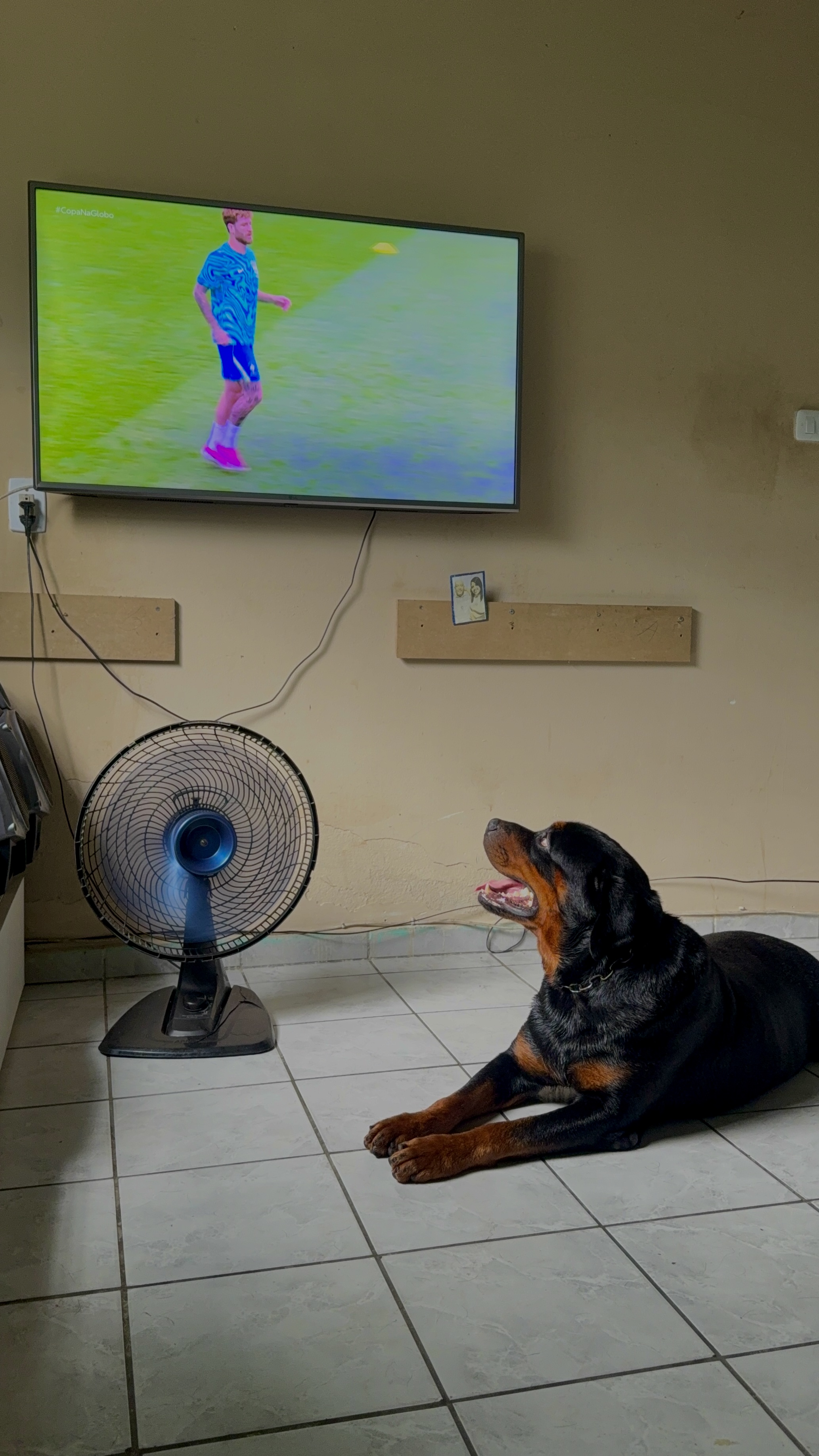 Rottweiler 3 anos  - Foto 1