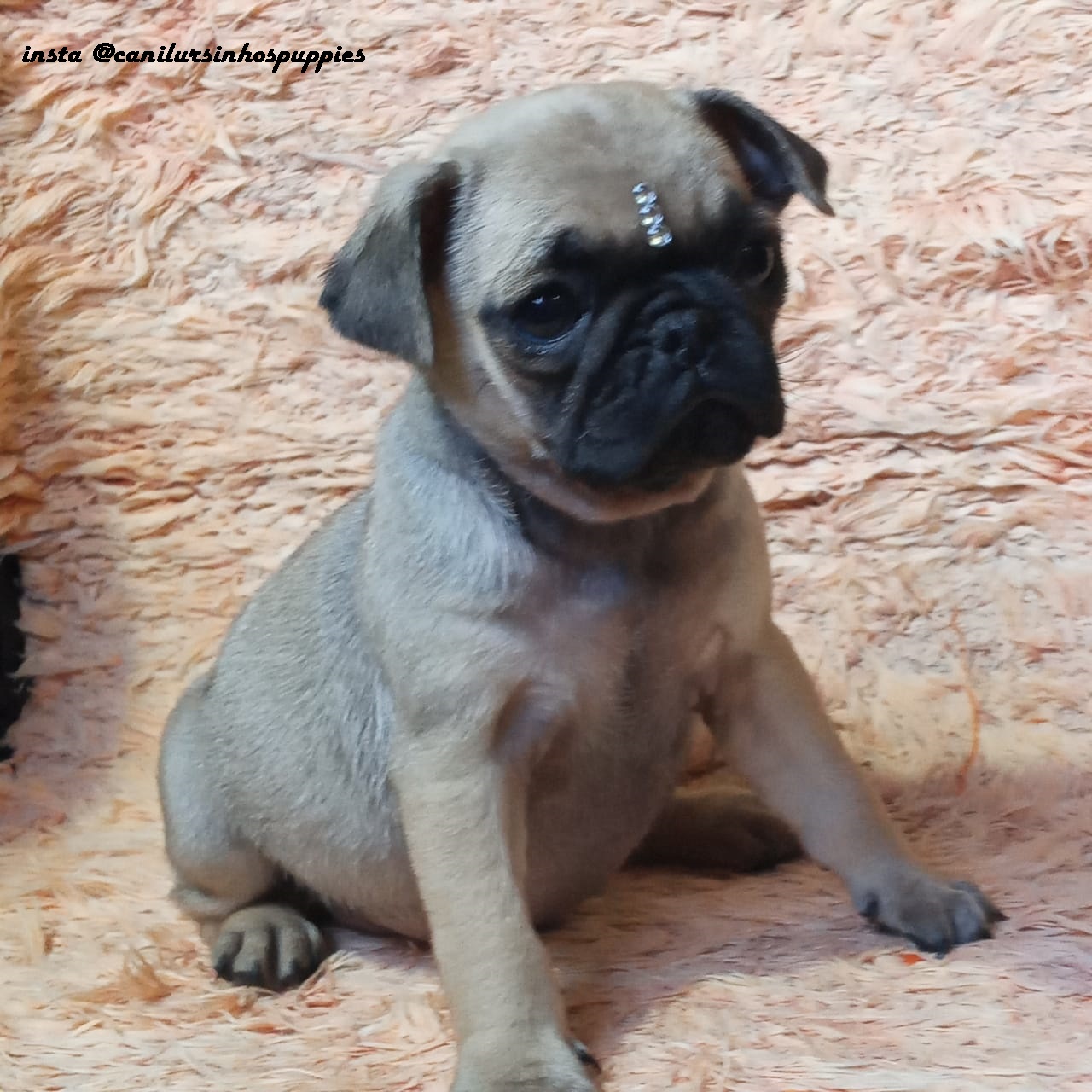 Portal Vendocão pug lindos bbes pronta entrega machos e femeas  maua 