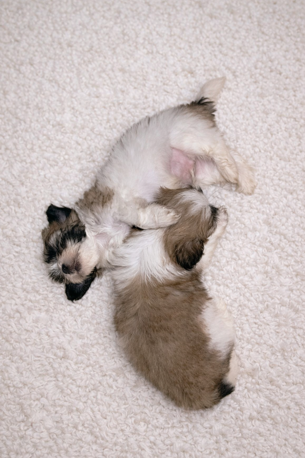 Filhote Shih Tzu macho - Foto 1