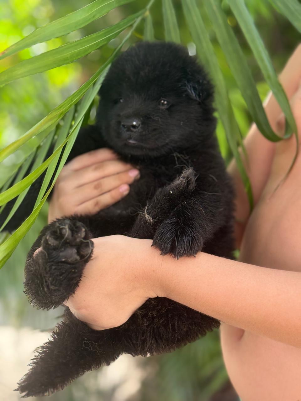 Portal Vendocão Vende-se filhotes de chow chow Fortaleza