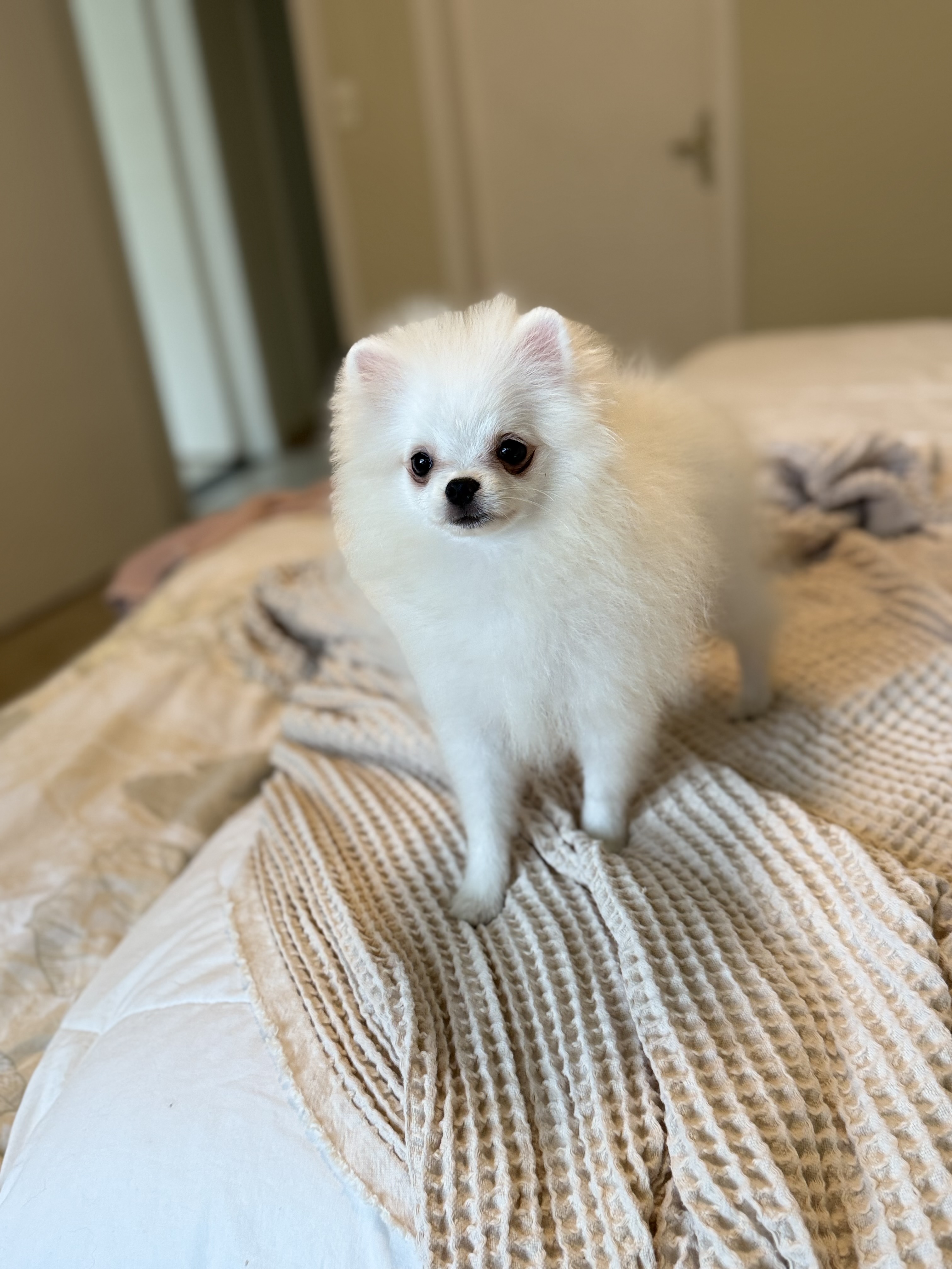 Portal Vendocão Lulu da Pomerânia Spitz Alemão branco macho Belo Horizonte 