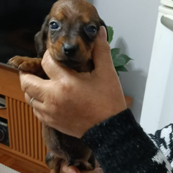 Vendo filhote de salchicha - Foto 1