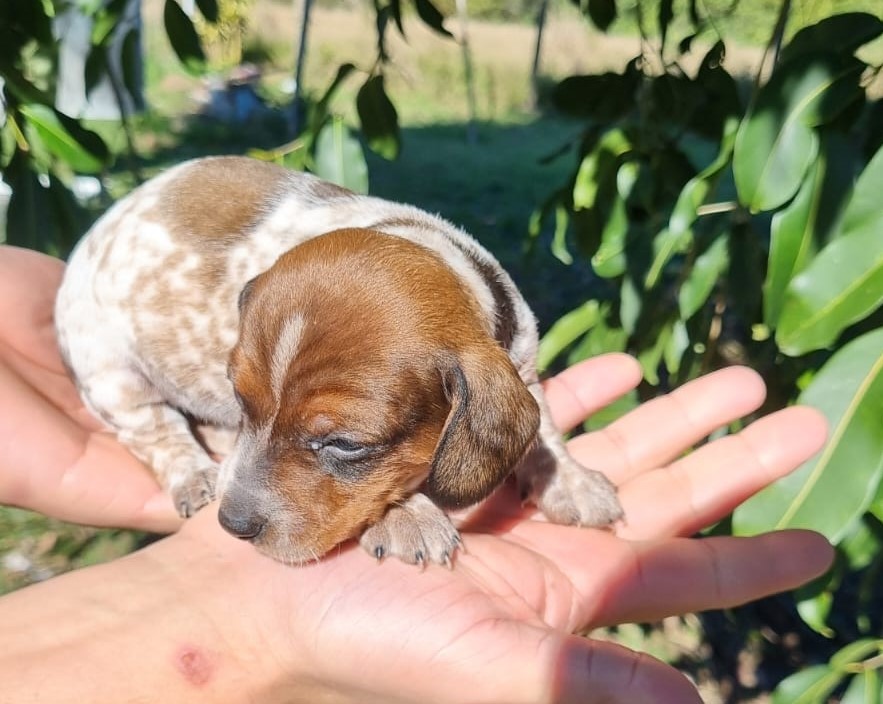 Dachshund Piebald - Foto 2