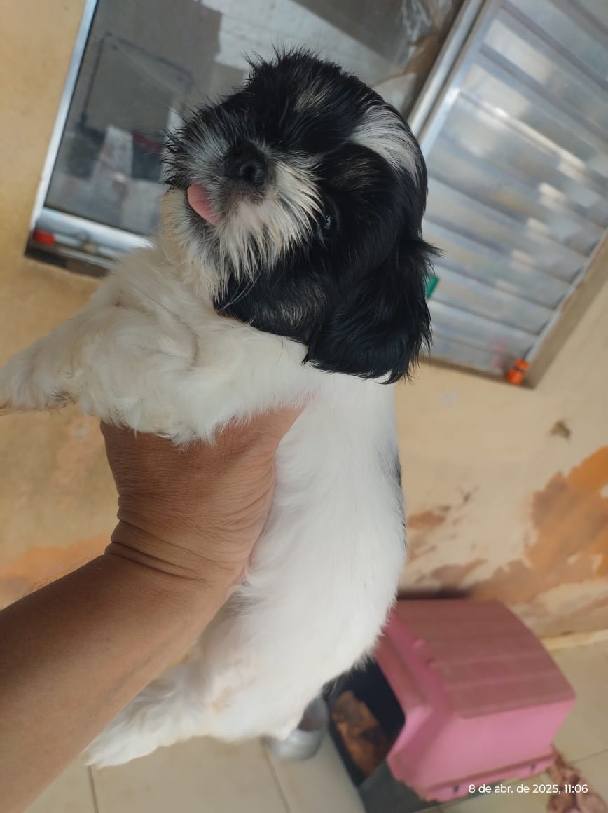 Portal Vendocão Vendo filhotes de Shihtzu Montes Claros