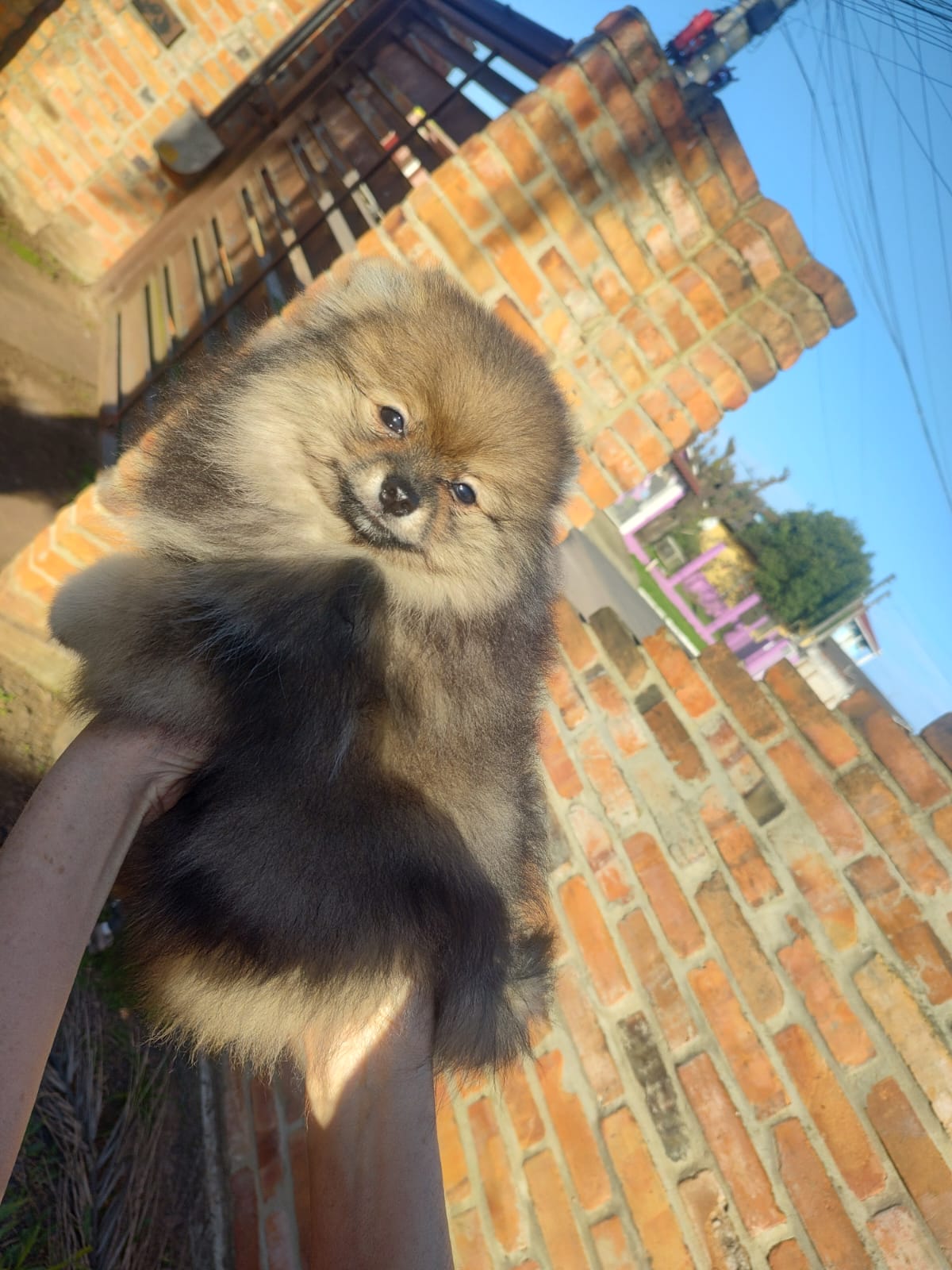 Portal Vendocão Filhote de lulu da pomerania Sapucaia do sul