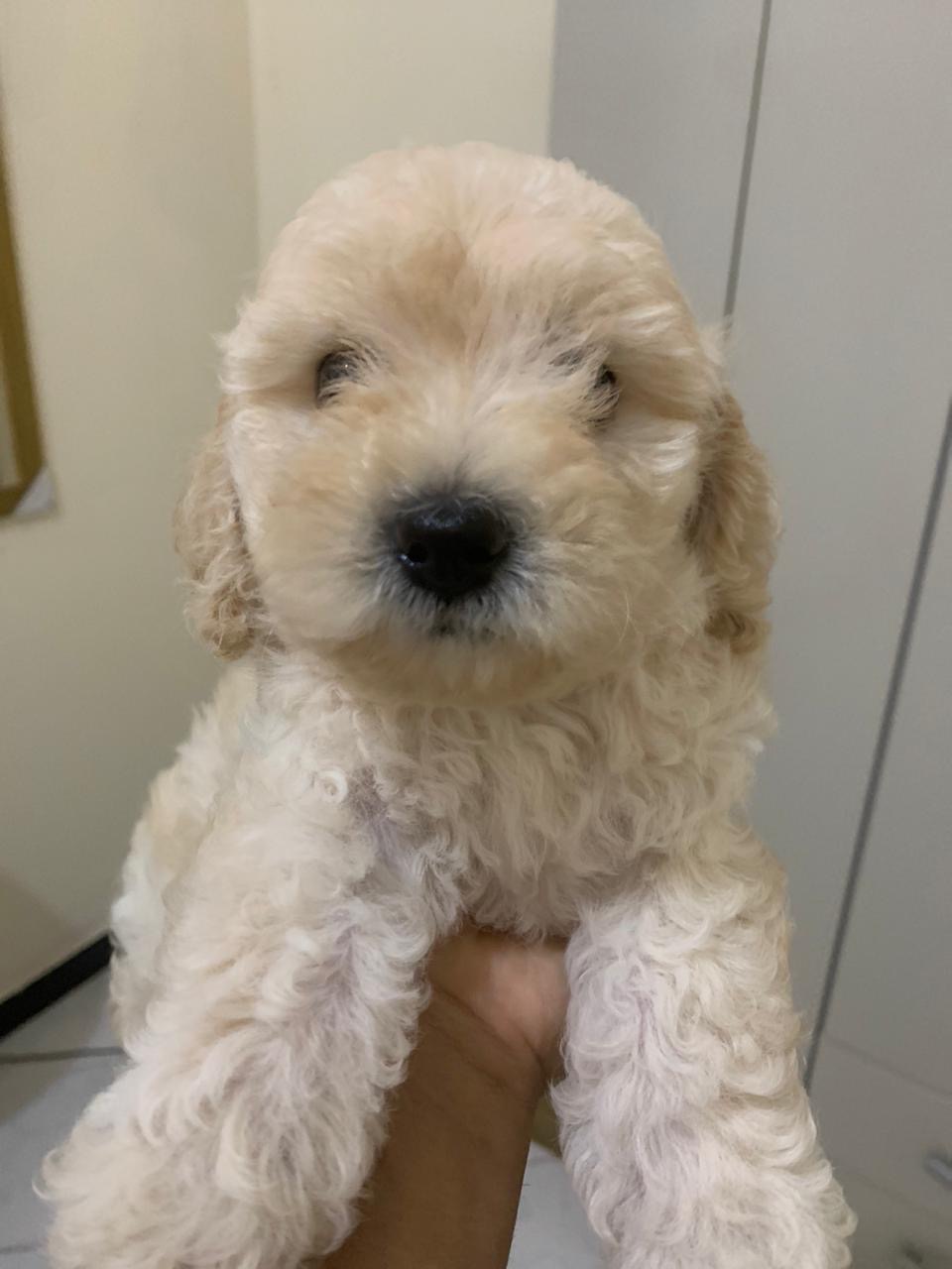 Portal Vendocão Poodle Filhote Número 1 Salvador