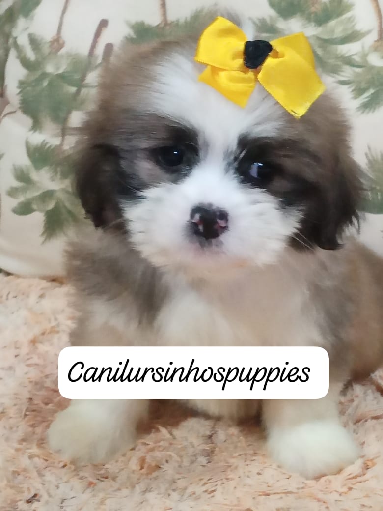 Portal Vendocão lhasa apso lindos bebes pronta entrega #canilursinhospuppies barueri 