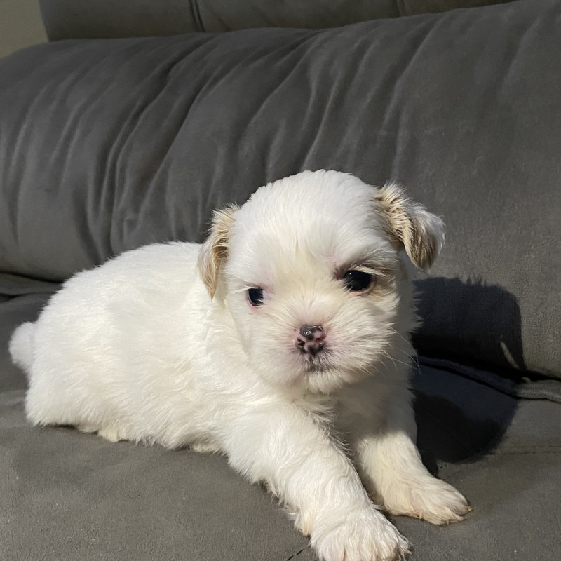Shih Tzu puro, todos machos! - Foto 1