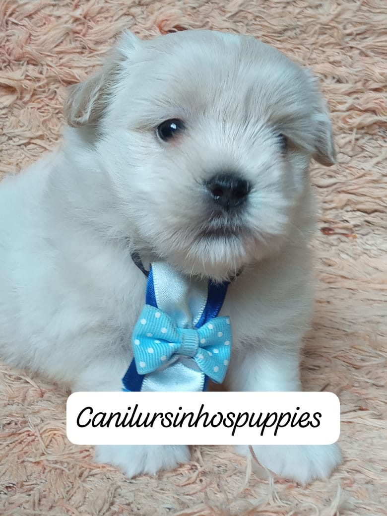 Portal Vendocão lhasa apso bebes pronta entrega #canilursinhospuppies  sorocaba 