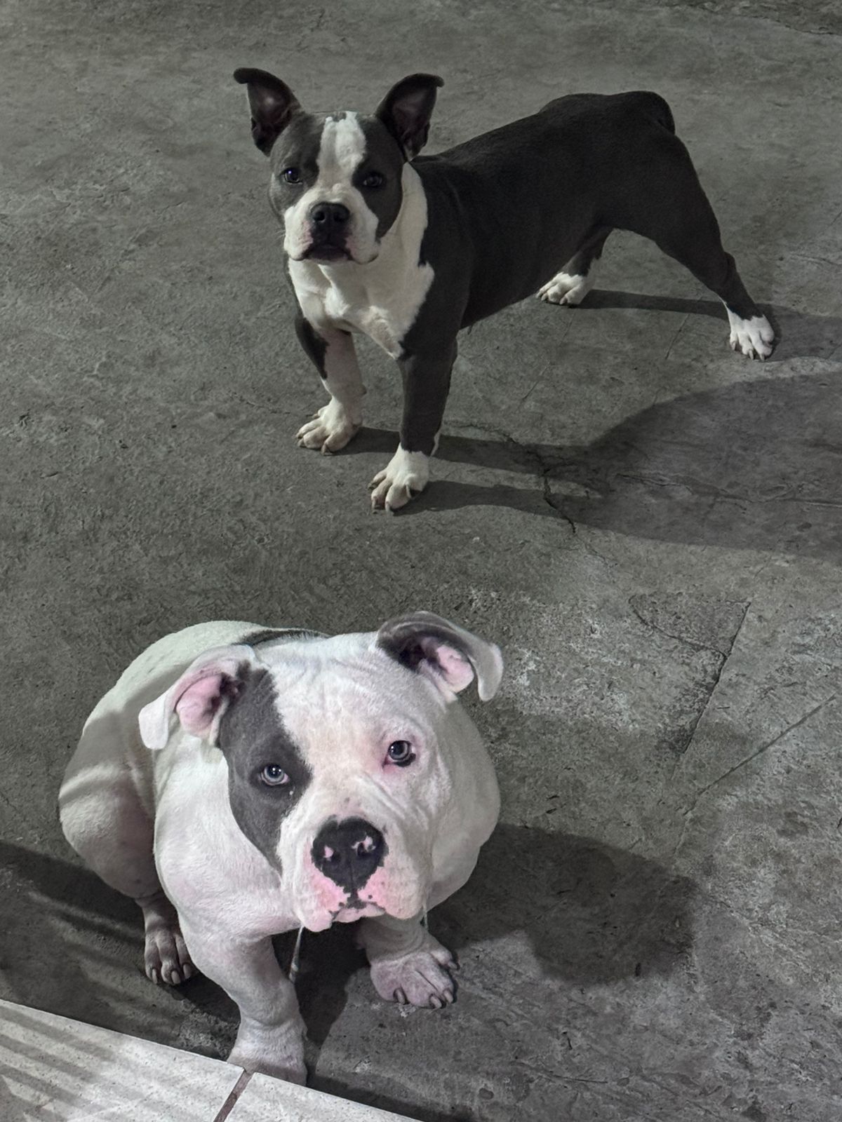 Filhotes American Bully 