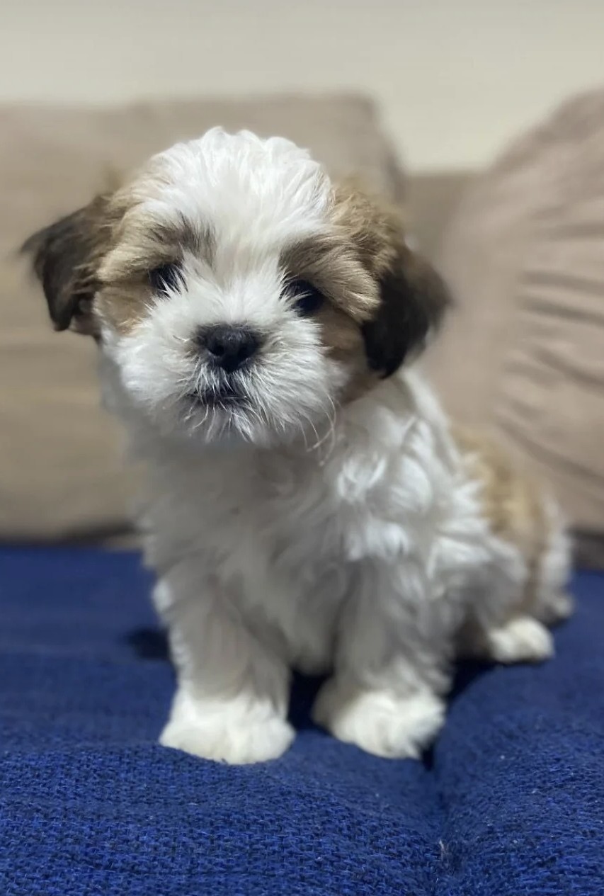 Portal Vendocão Filhote de shih tzu macho Lavras