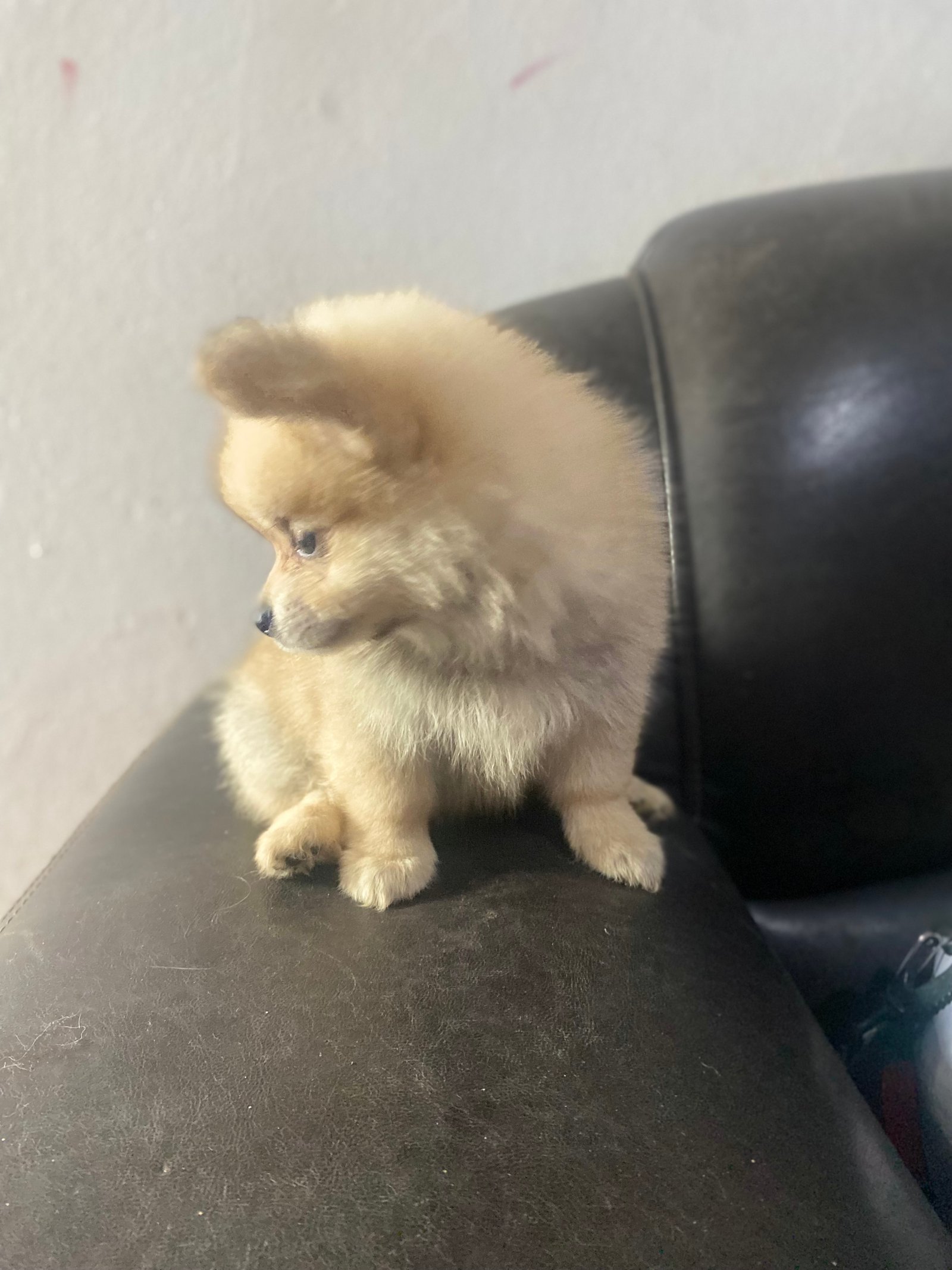 Spitz Alemão  - Foto 2