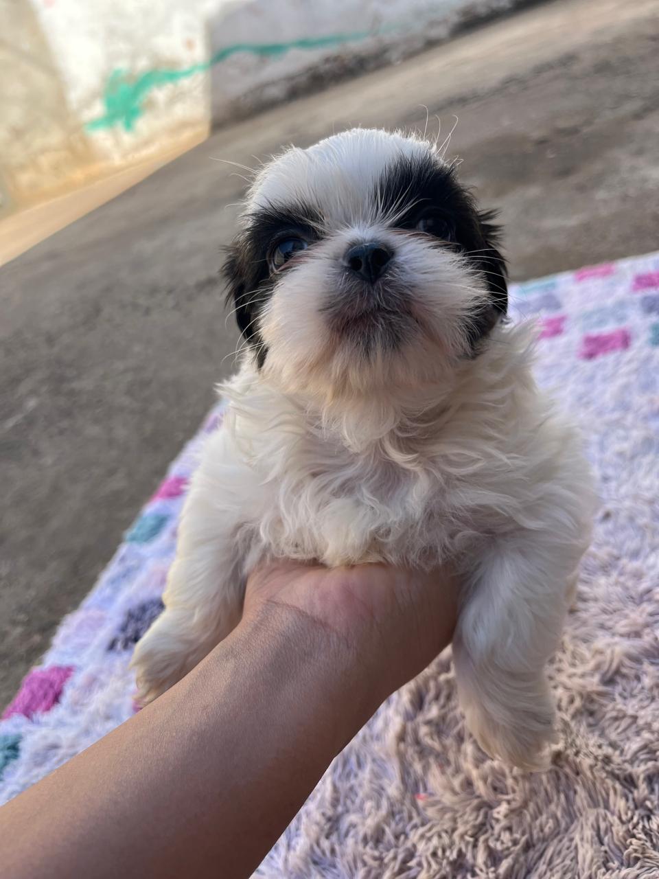 Portal Vendocão Filhote de shihtzu mini Brasília DF