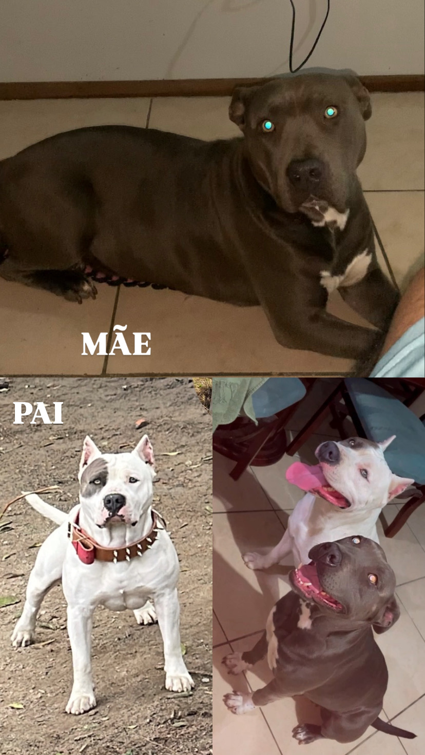 Portal Vendocão Filhotes de Pitbul disponivel a venda com 52 dias Porto alegre
