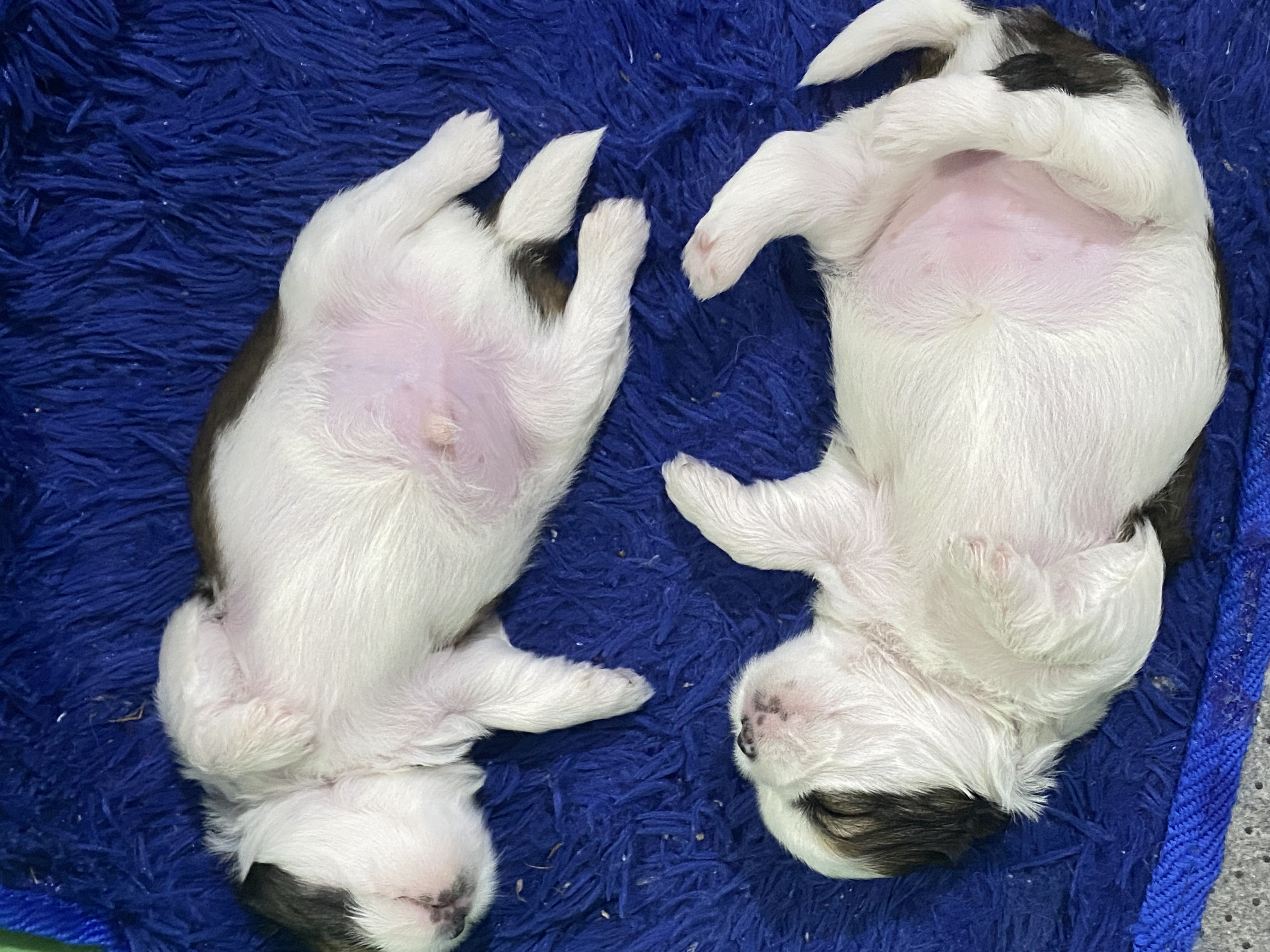 filhotes de Shih Tzu Salvador 