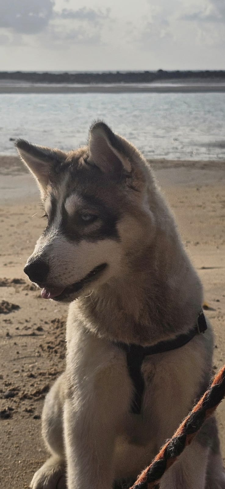 Filhote de husky - Foto 1